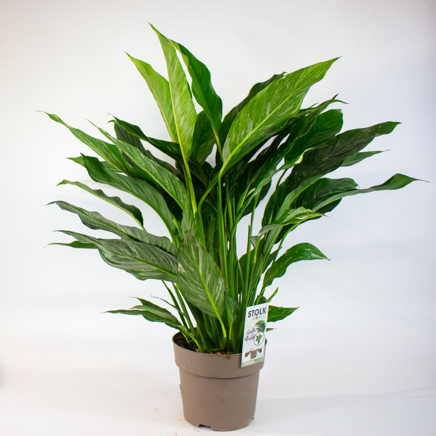Spathiphyllum Diamond 17cm H60cm