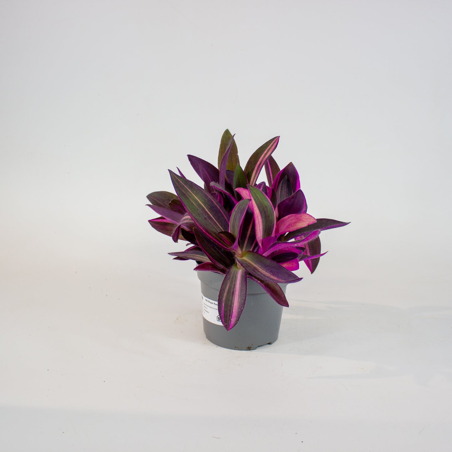 Tradescantia Pallida Pink Stripe 12cm H20cm