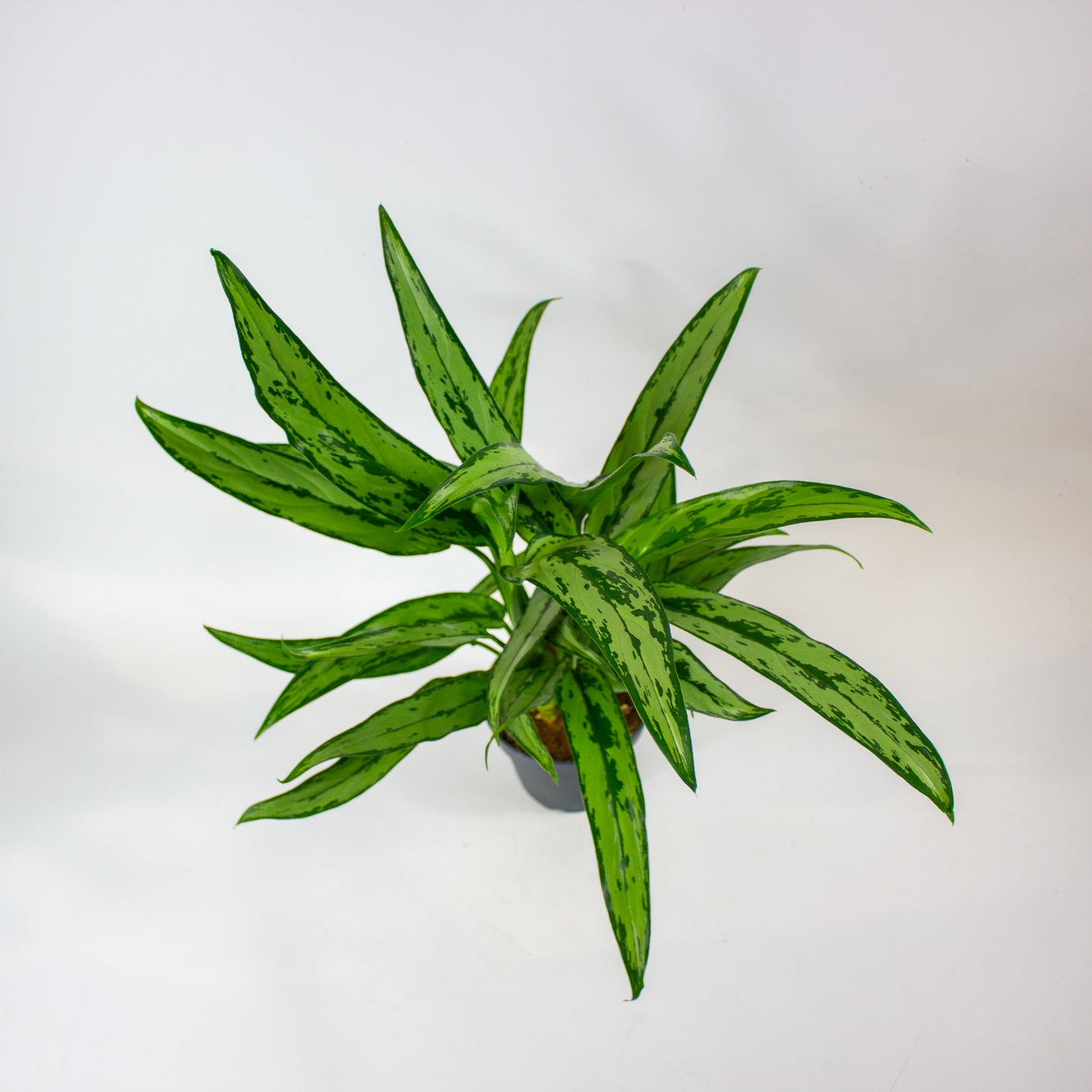 Aglaonema Cutlass 12cm H40cm
