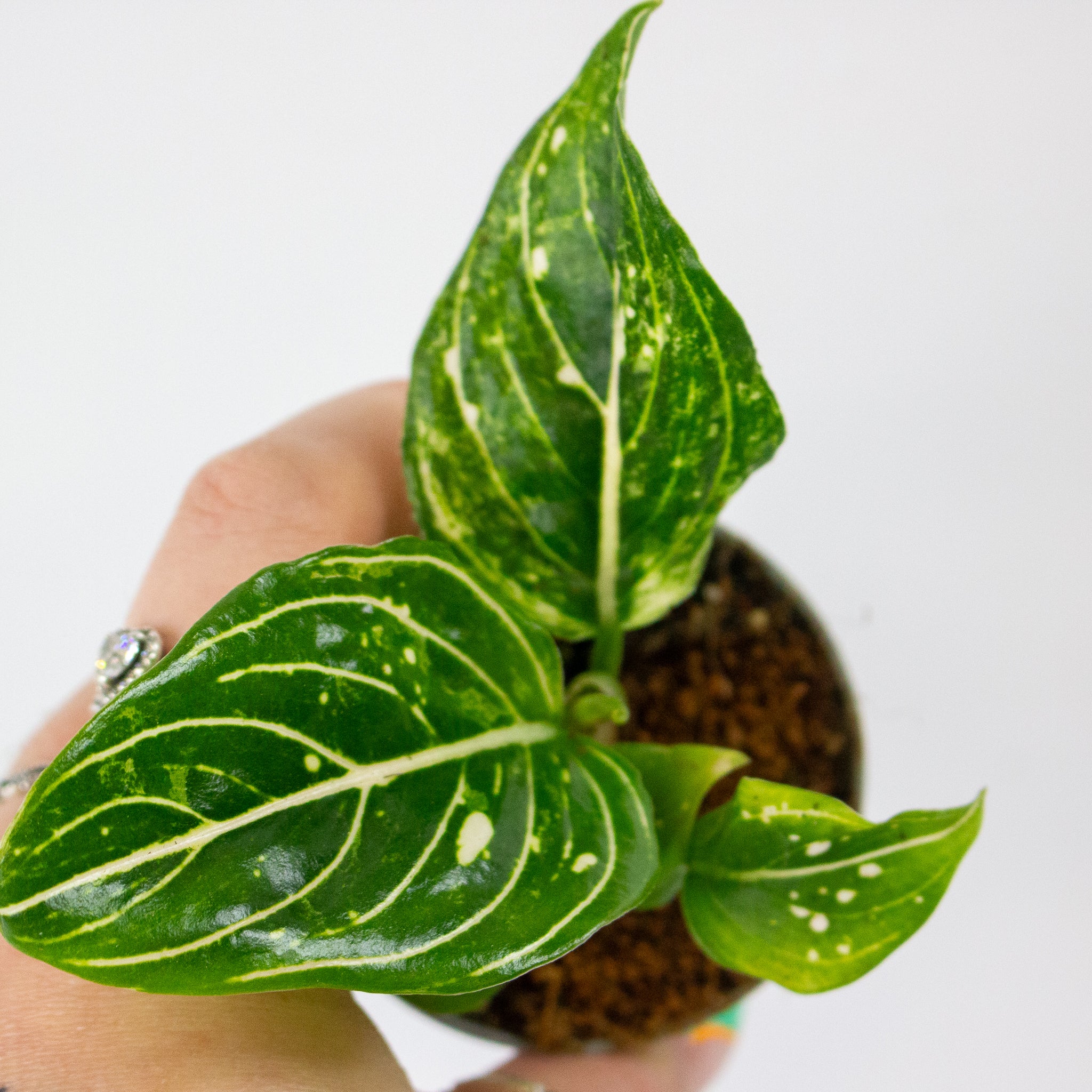 aglaonema commutatum & 39 Aglaonema commutatum 'Tom's Pride' 6cm H16cm – Emm's Plant House
