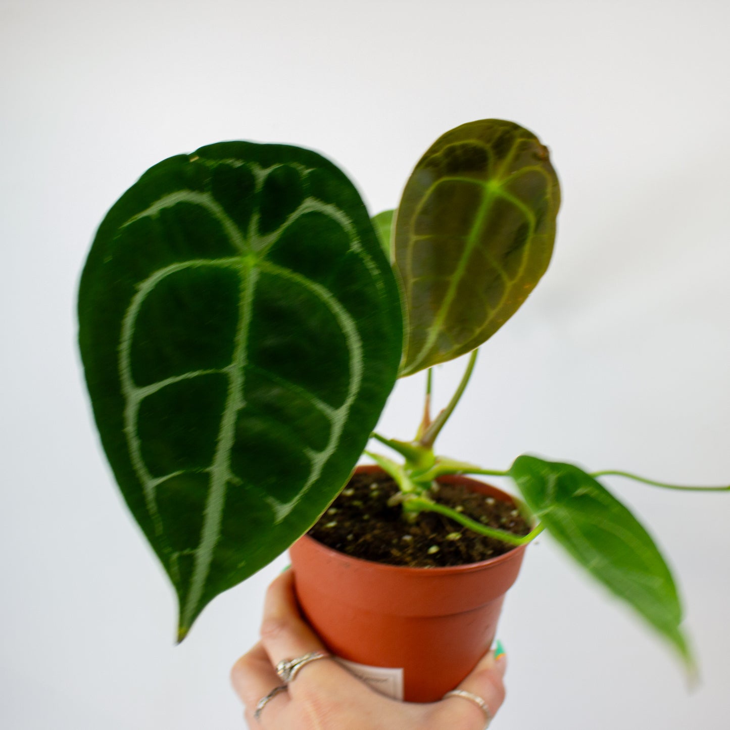 Anthurium Forgetii 12cm H30cm