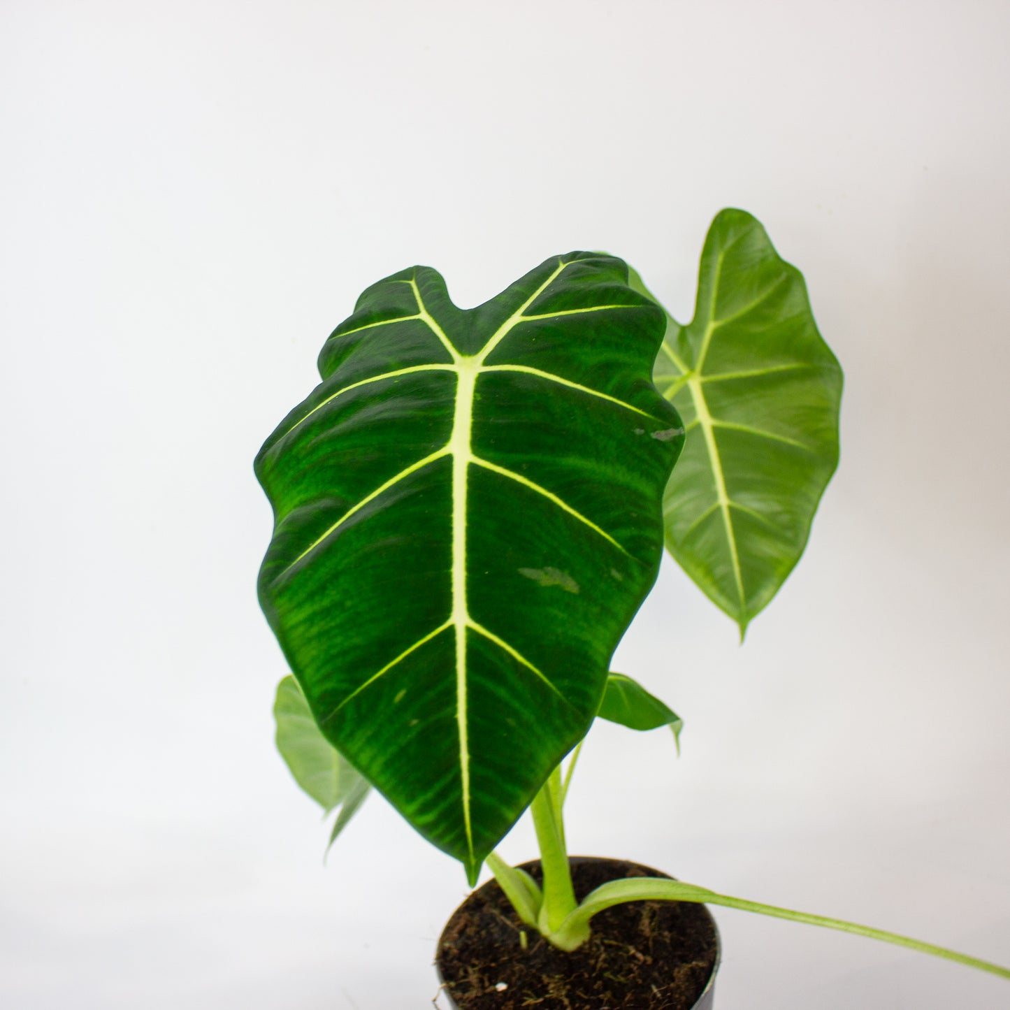 Alocasia Frydek 14cm H45cm