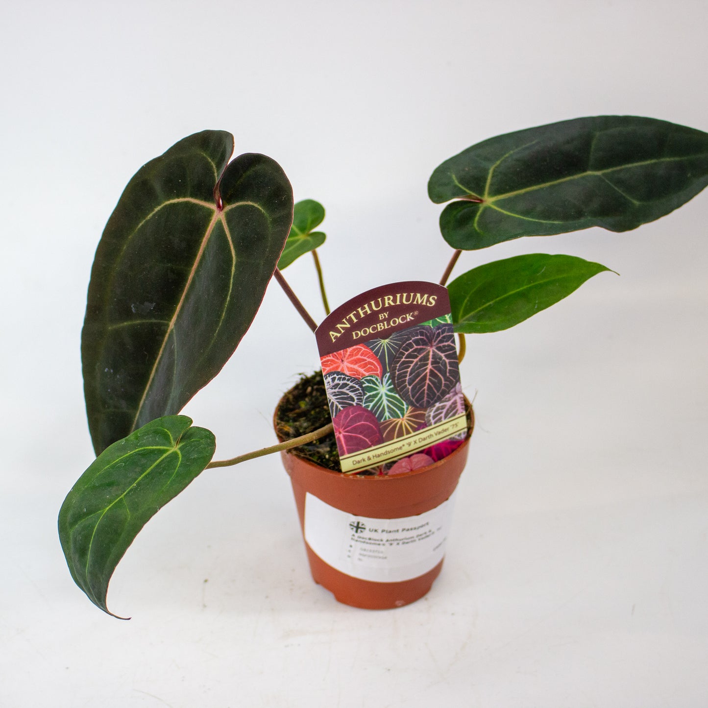 DocBlock Anthurium Dark & Handsome® '9' X Darth Vader® '75' 9cm H15cm