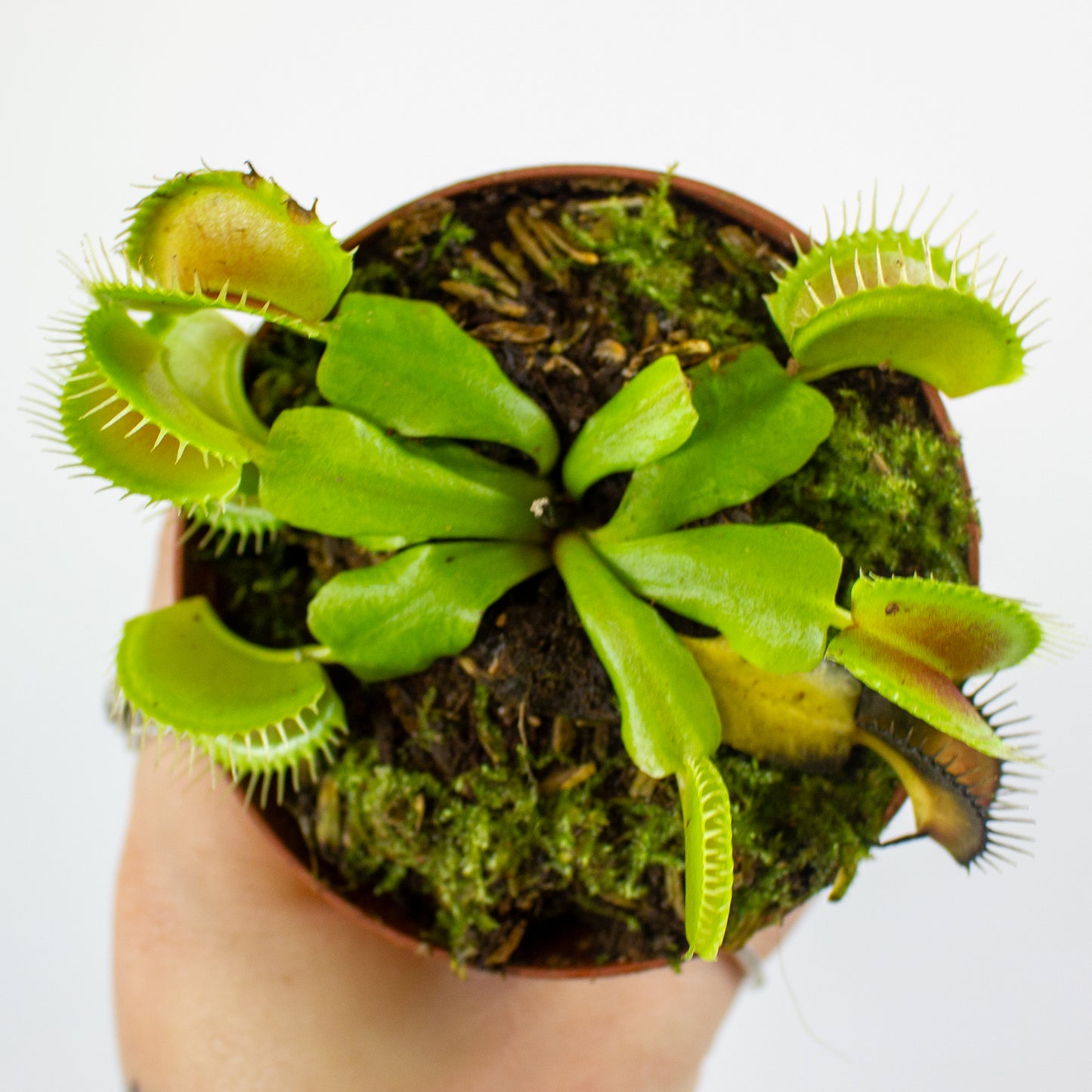 Dionaea muscipula 8.5cm H11cm