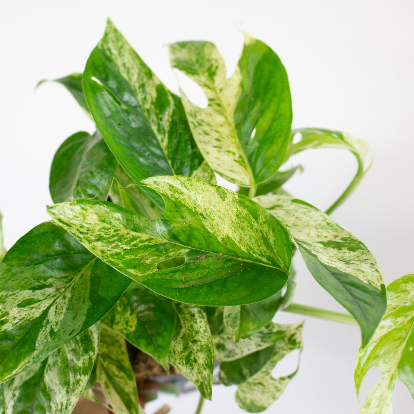 Epipremnum Marble king 12cm H20cm