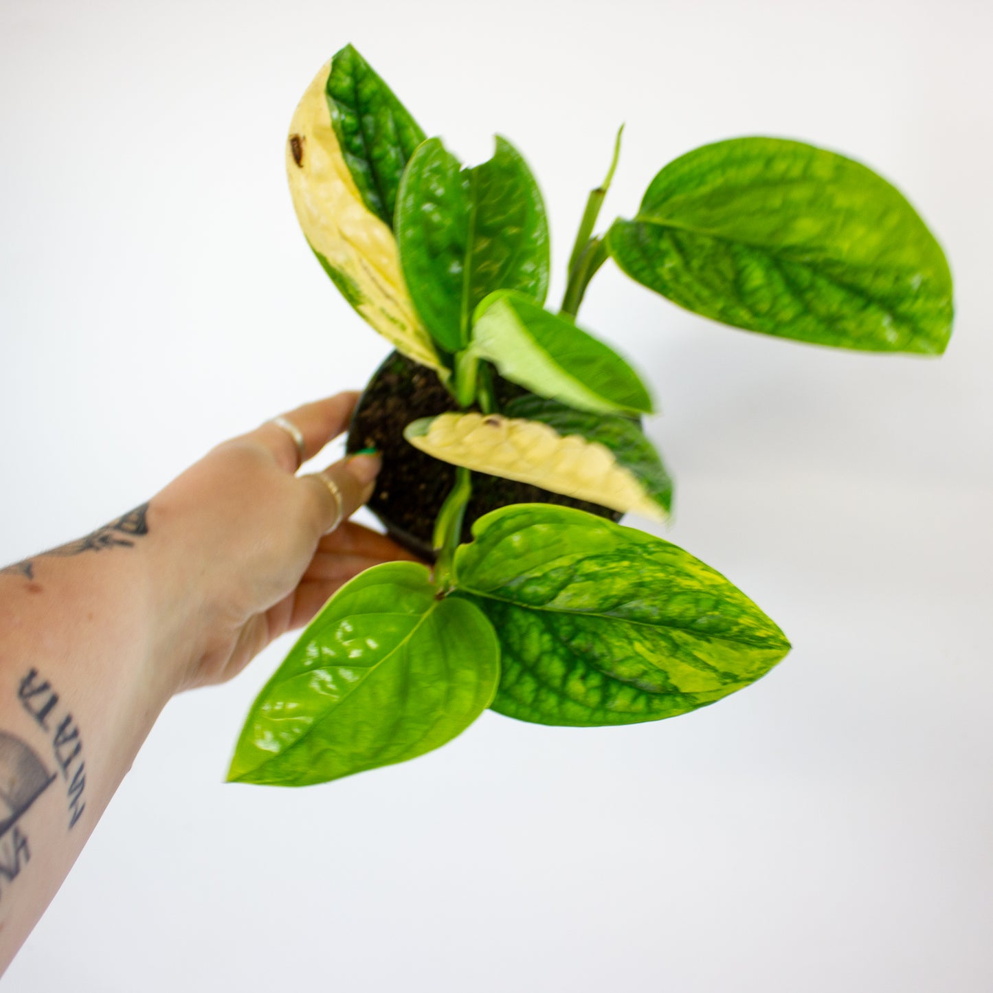 Epipremnum 'Marble Planet variegata' 12cm H25cm