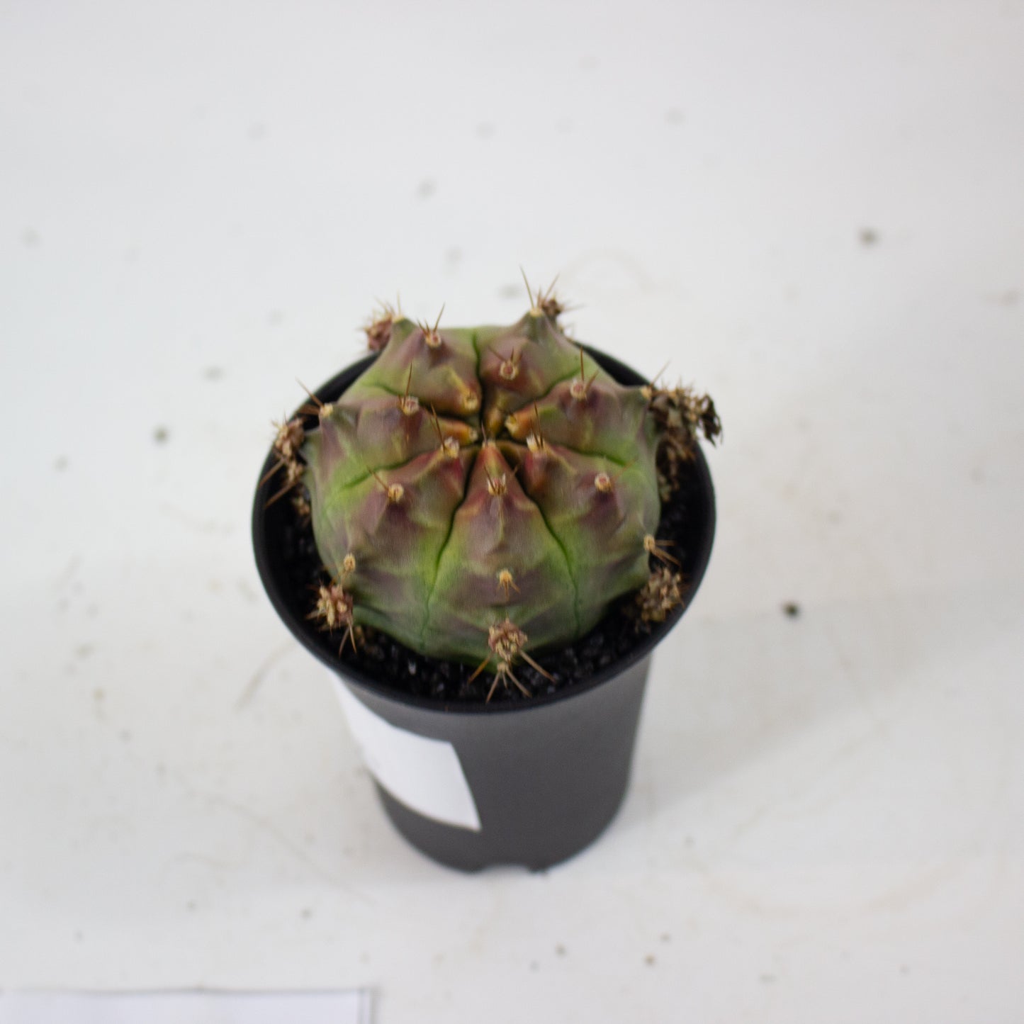 Gymnocalaycium 'Wheel' 7.5cm H13cm