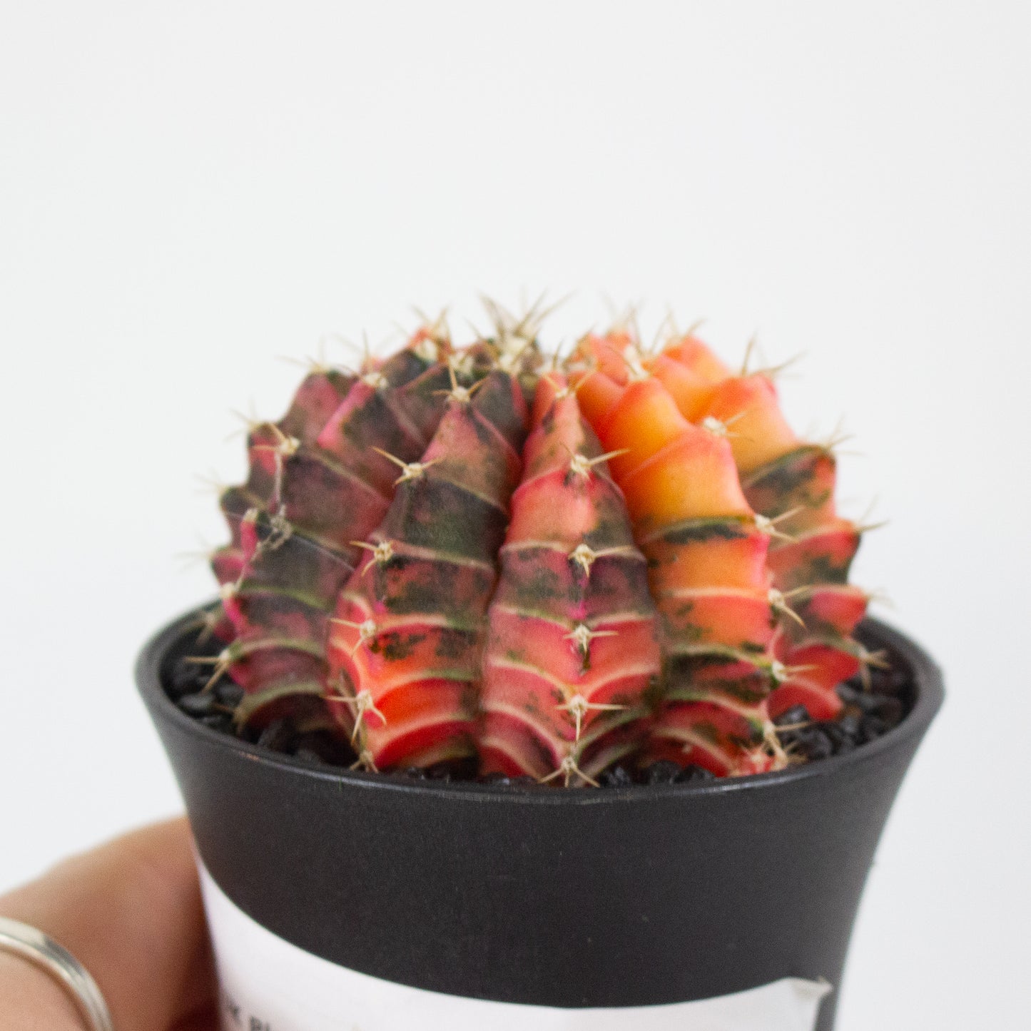 Gymnocalaycium JAPAN GEM 7.5cm H13cm