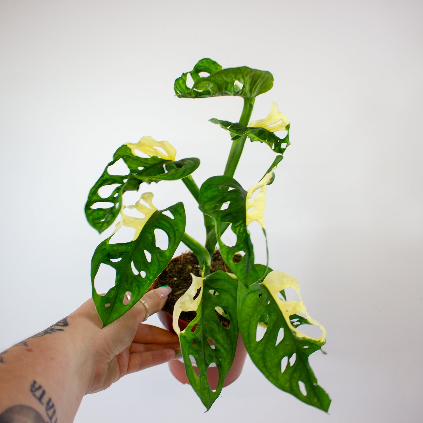 Monstera Adansonii Variegata 12cm H25cm