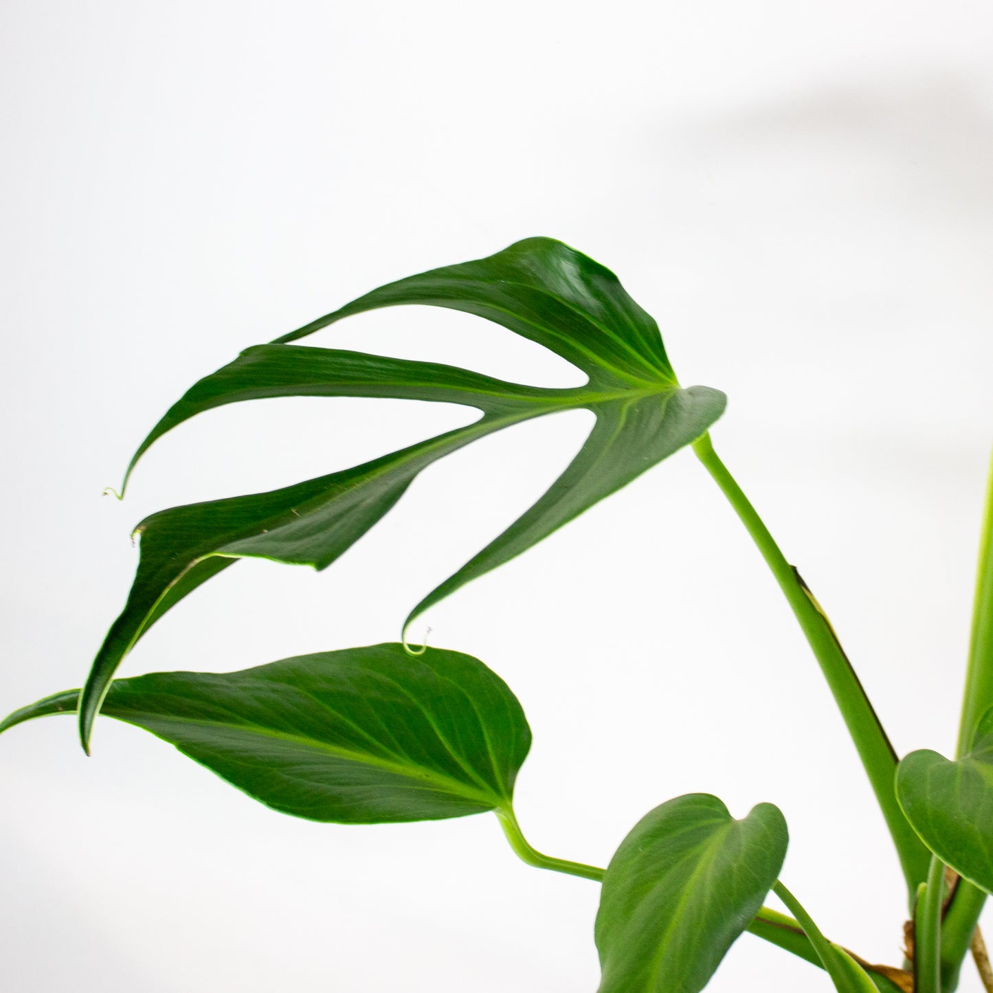 Monstera Burle Marx Flame 15cm H55cm