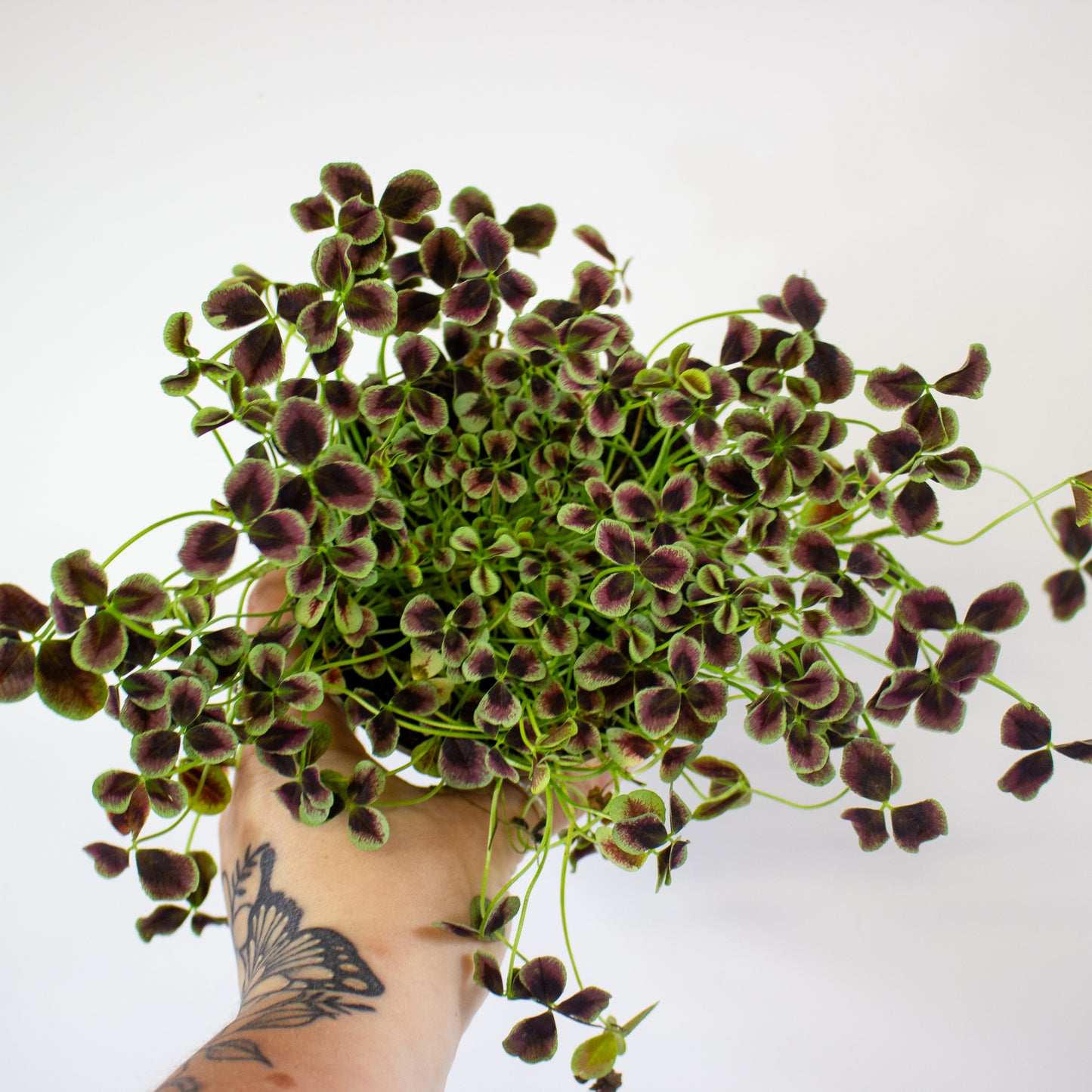Oxalis Estelle 12cm H24cm