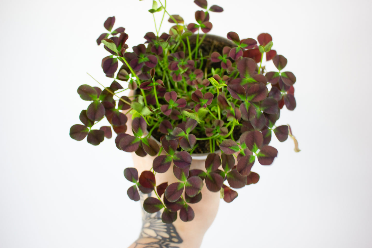 Oxalis Isabella 12cm H24cm