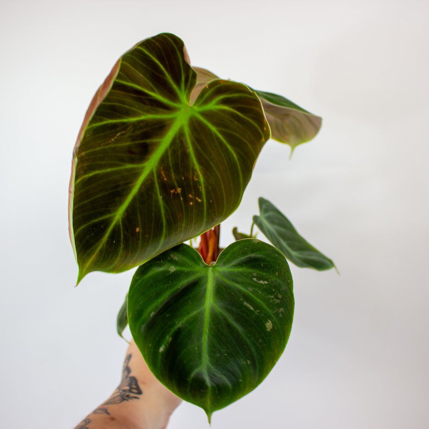 Philodendron Choco Red 12cm H30cm