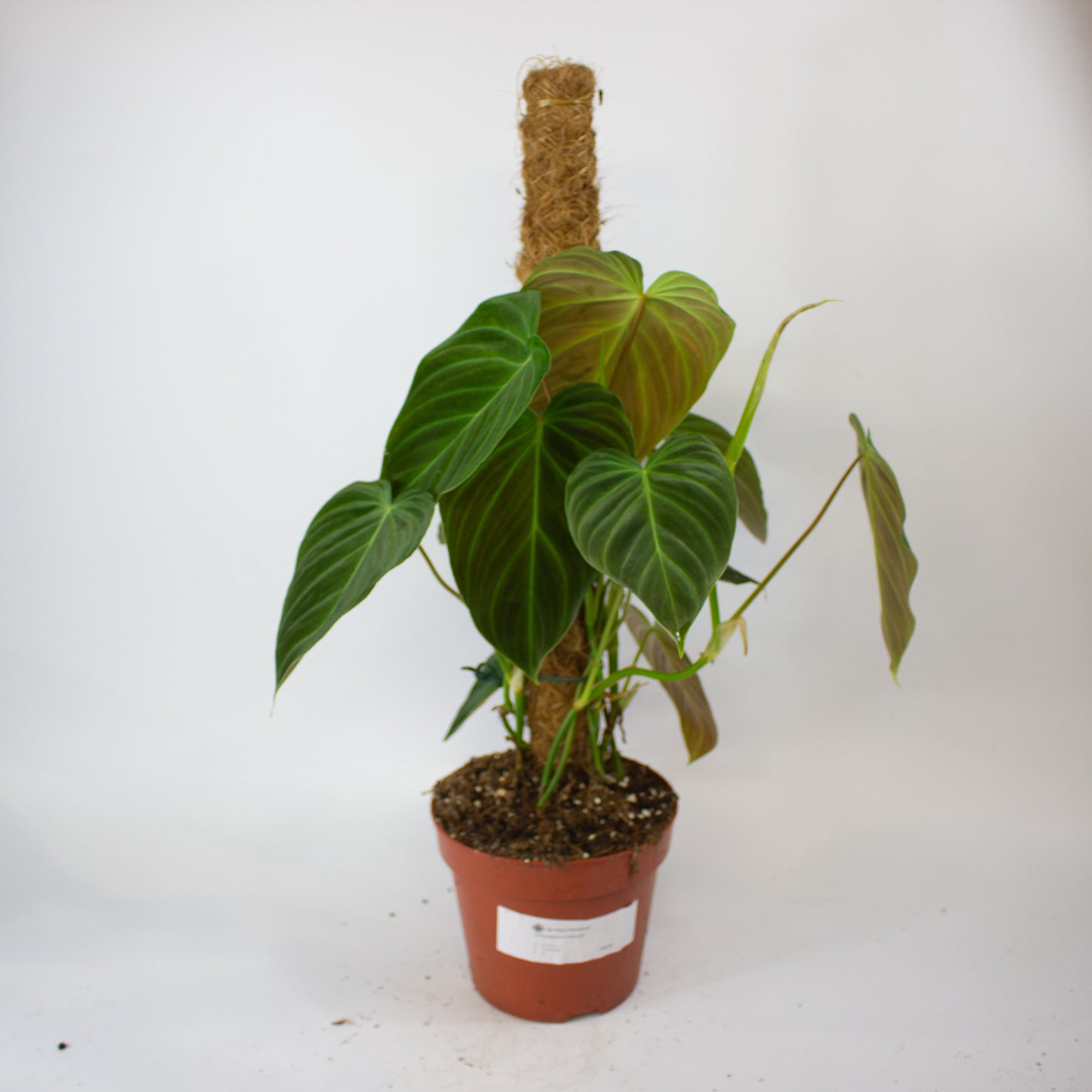 Philodendron Splendid 17cm H60cm
