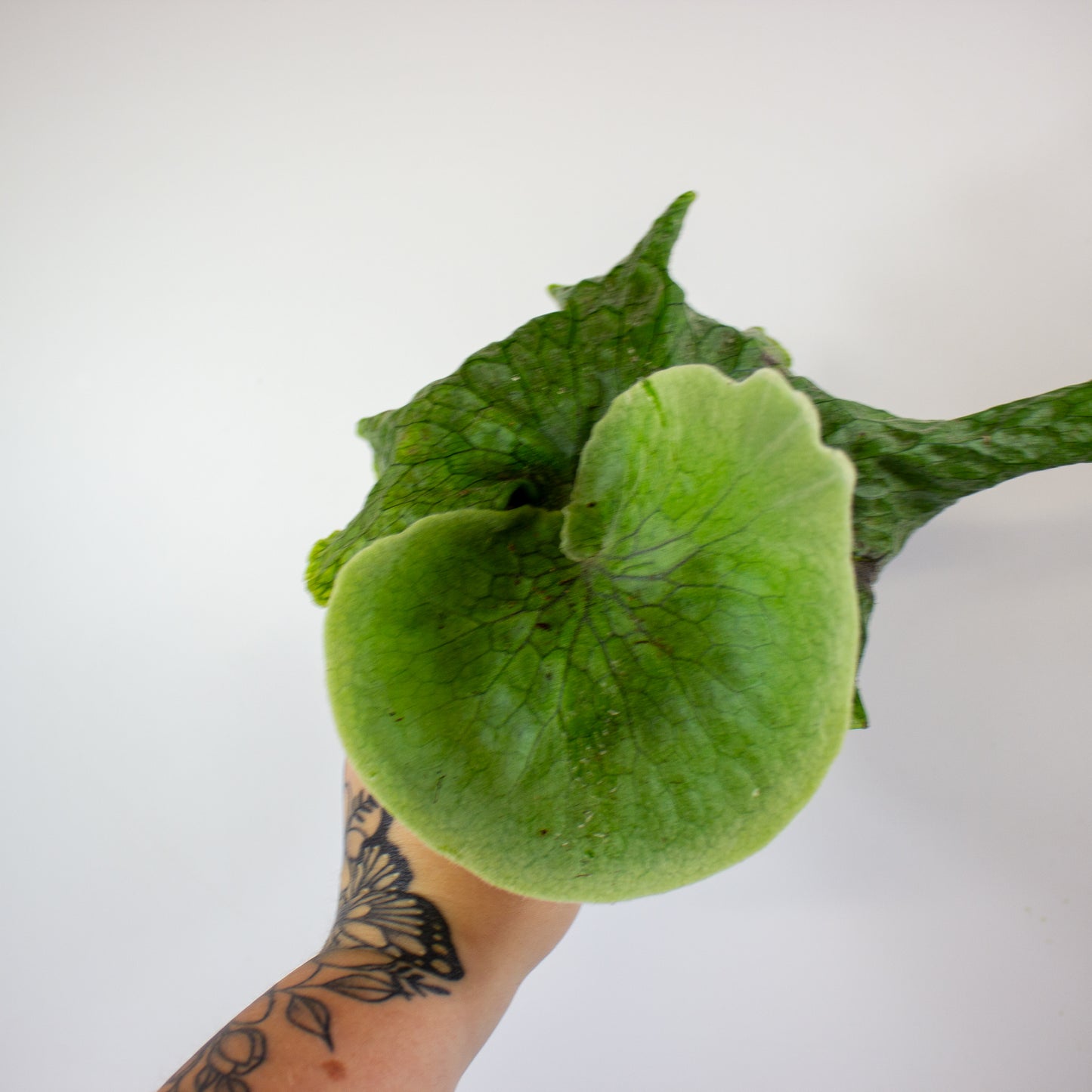 Platycerium Superbum (Giant Staghorn) 12cm H15cm