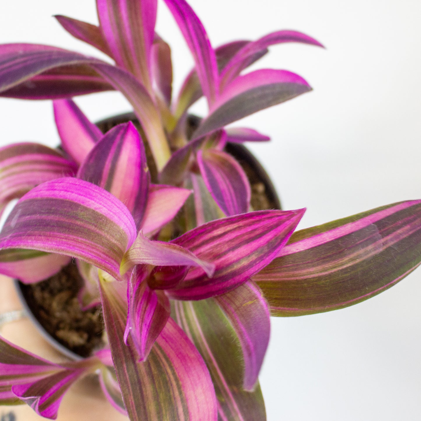 Tradescantia pallida Pink Stripe 12cm H20cm