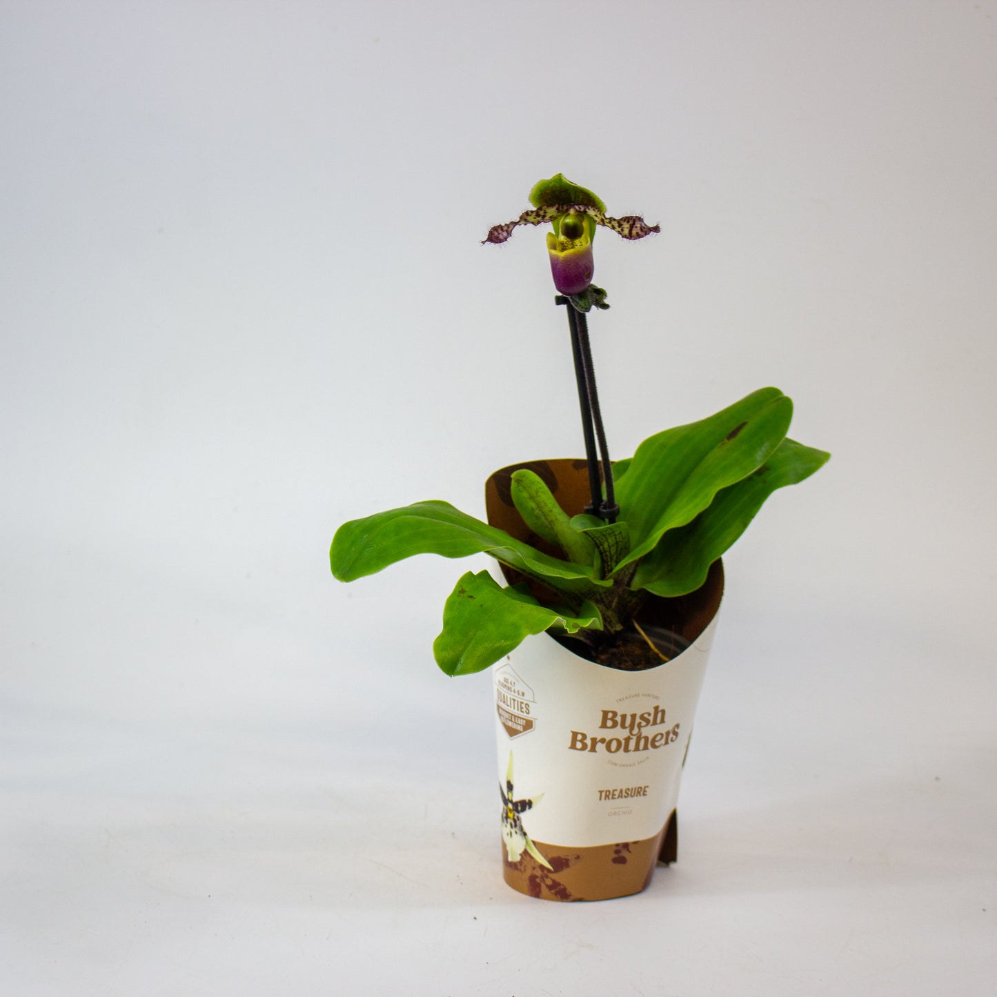 Paphiopedilum 9cm H20cm
