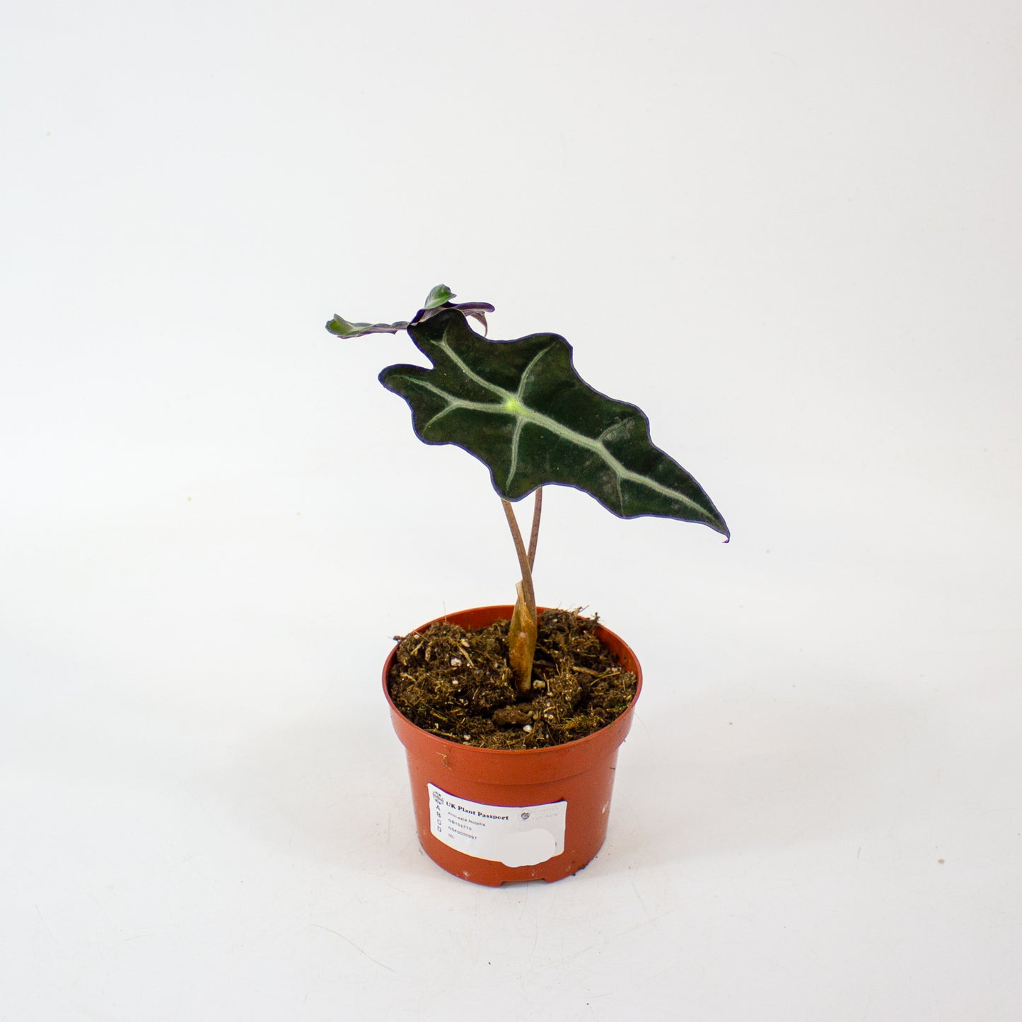 Alocasia Nobilis 10.5cm H20cm
