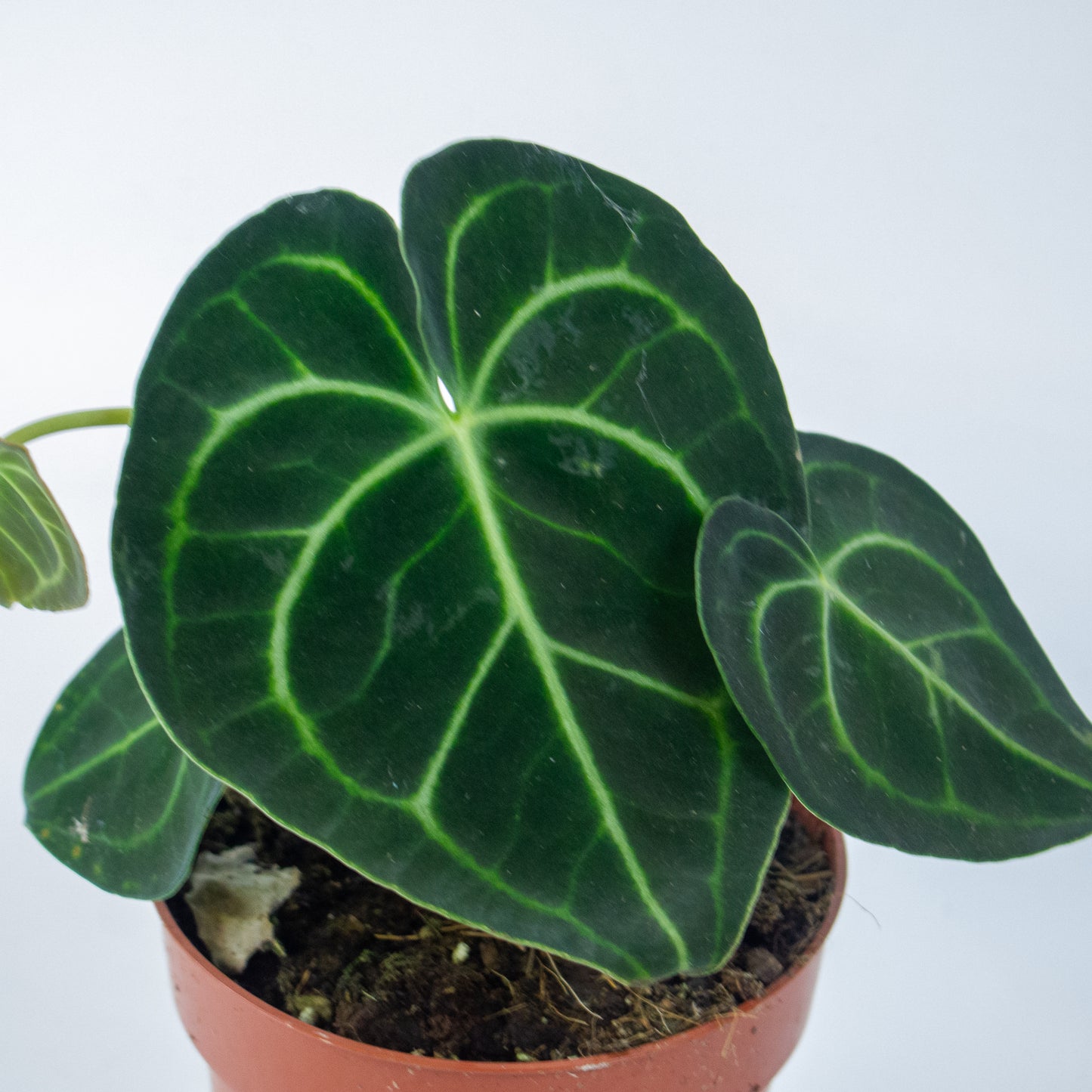 Anthurium Clarinvervium 12cm H35cm