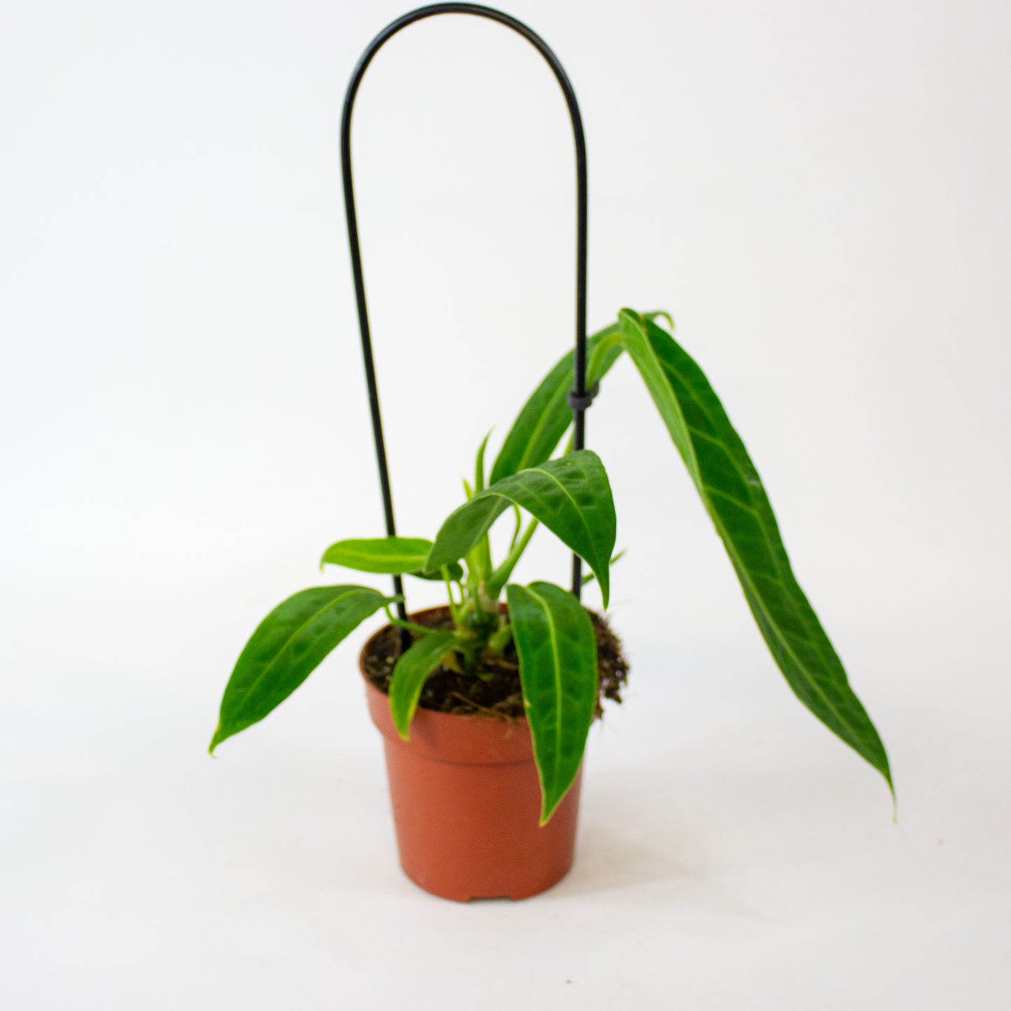 Anthurium Warocqueanum 12cm H45cm