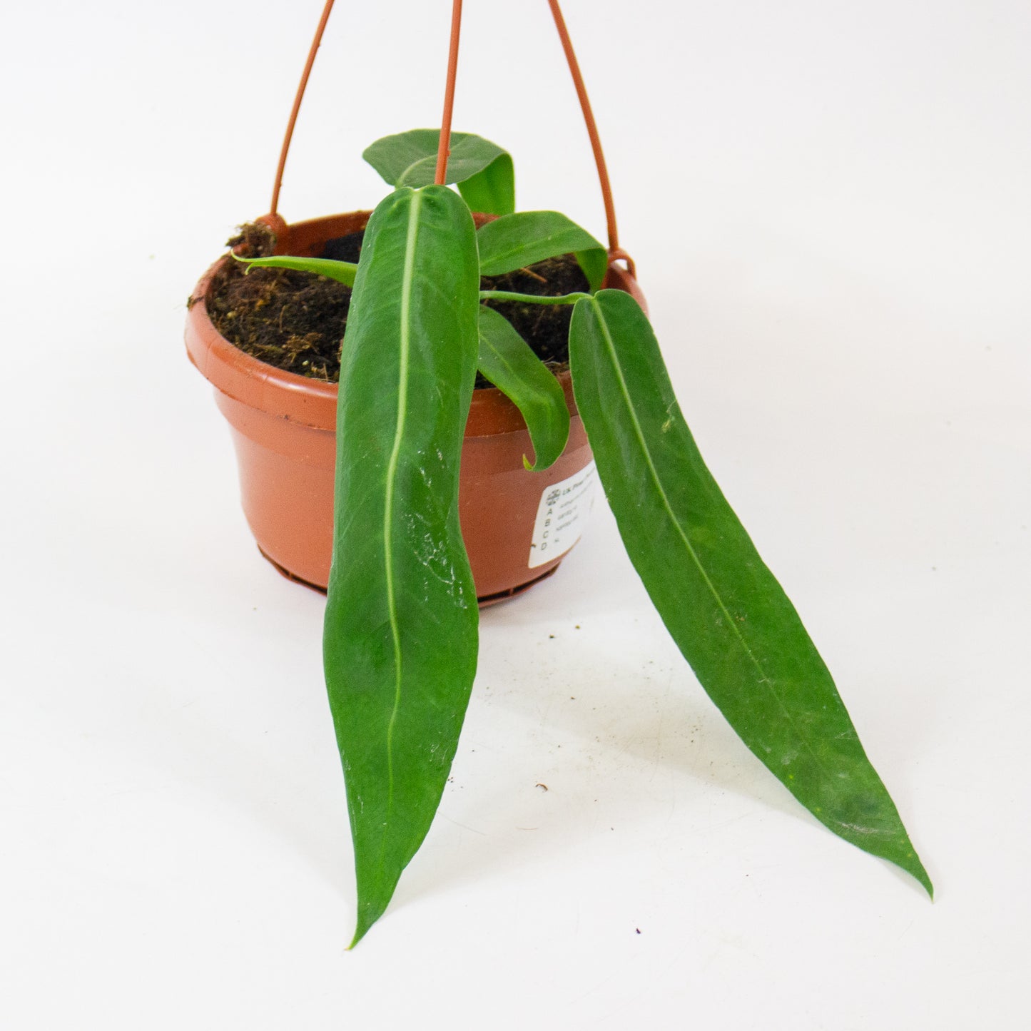 Anthurium pallidiflorum 14cm H15cm