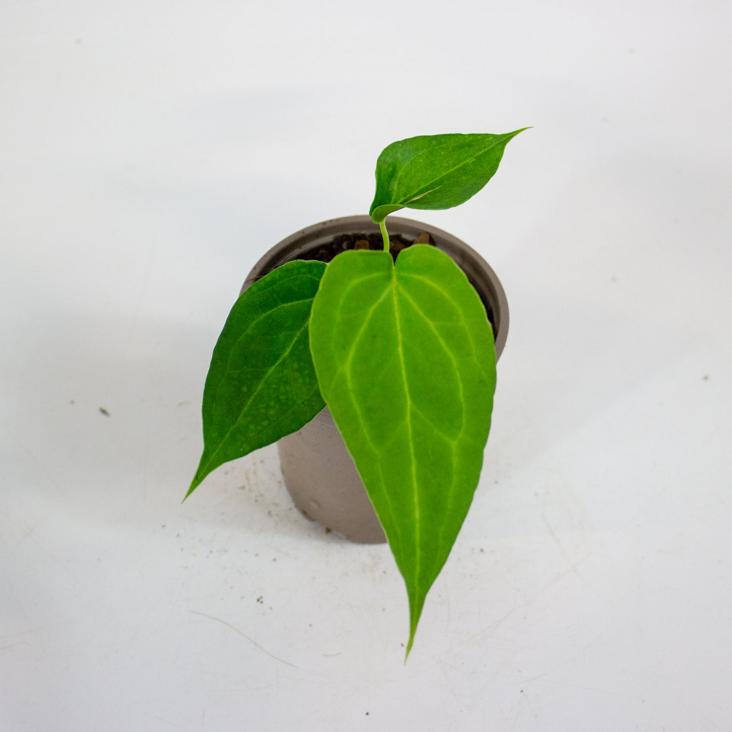 Anthurium Delta Force 9cm H15cm