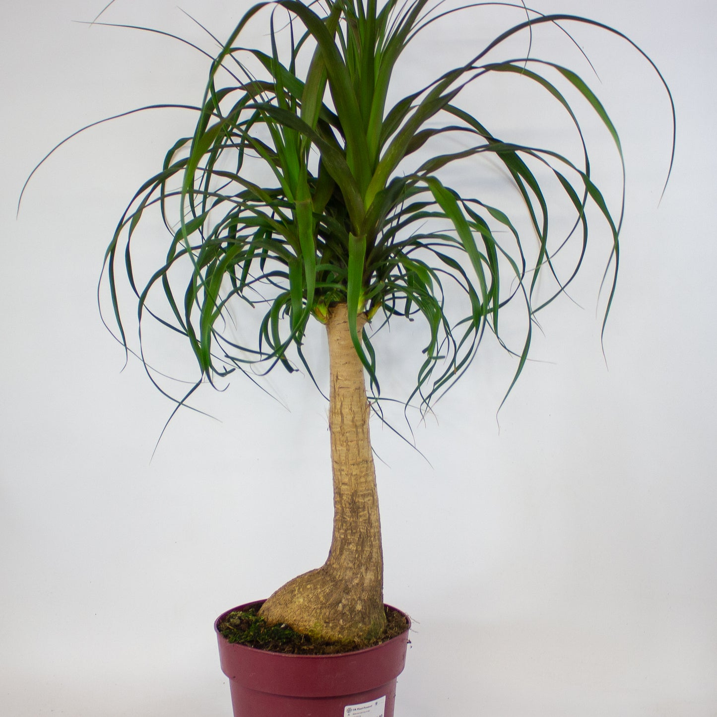 Beaucarnea recurvata 23cm H90cm