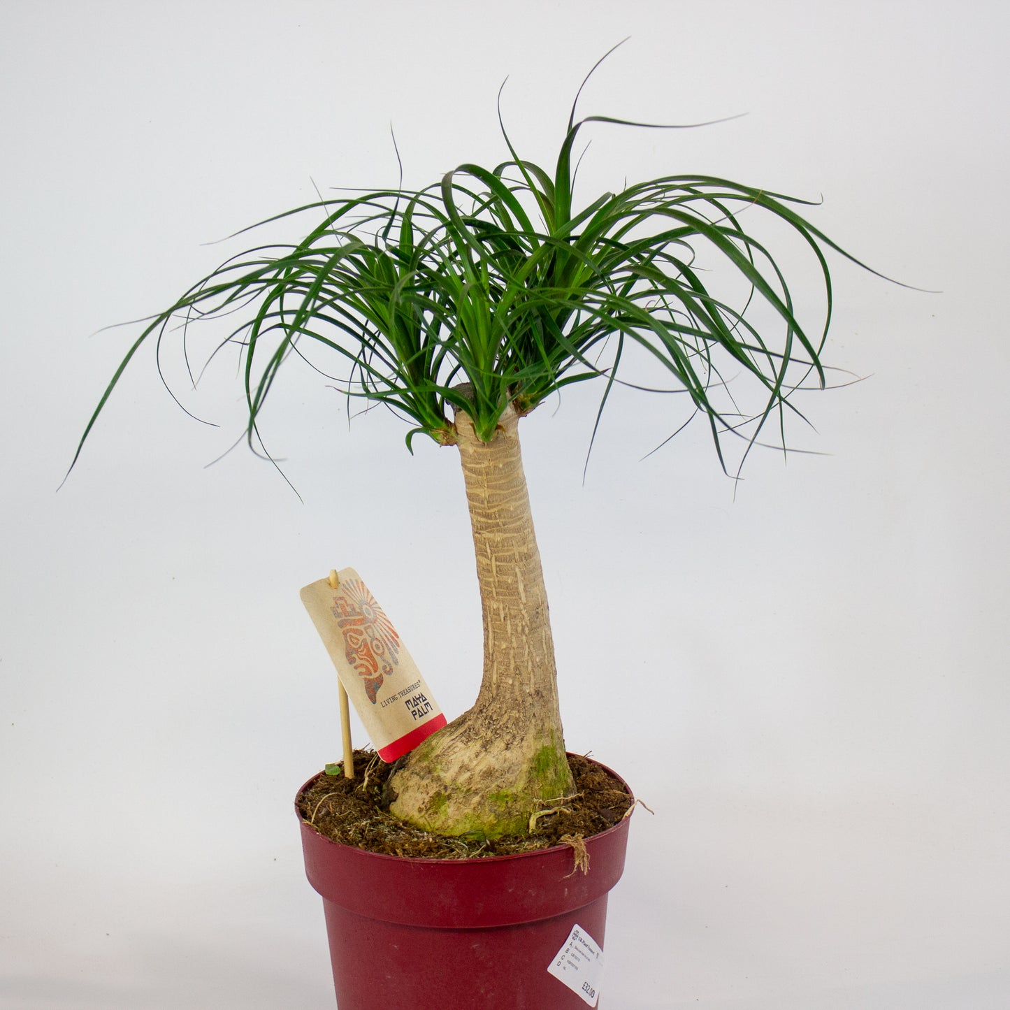 Beaucarnea recurvata 19cm H55cm
