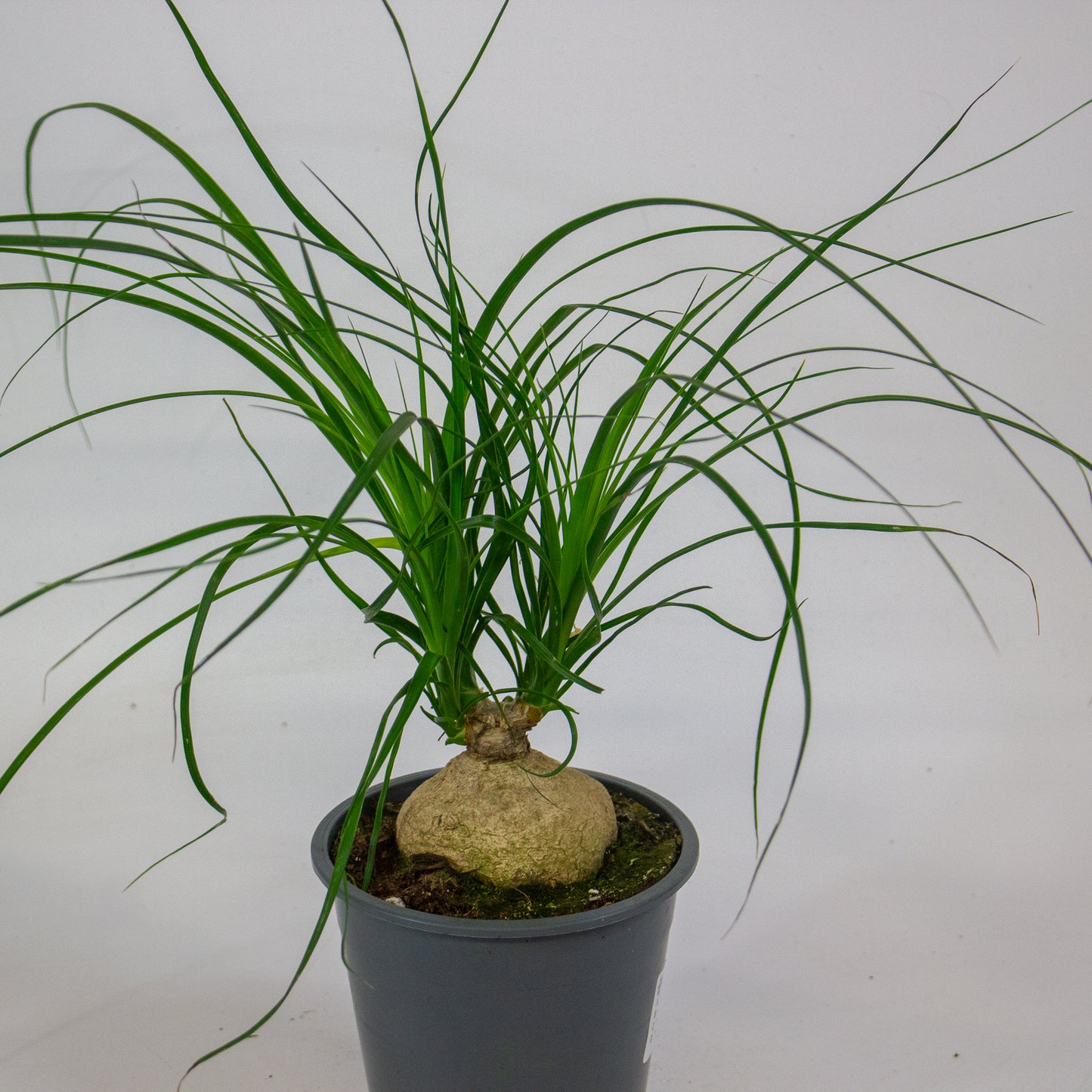 Beaucarnea recurvata 12cm H30cm