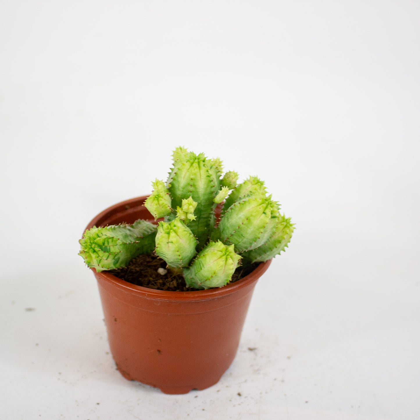 Euphorbia anais variegata 8.5cm H16cm