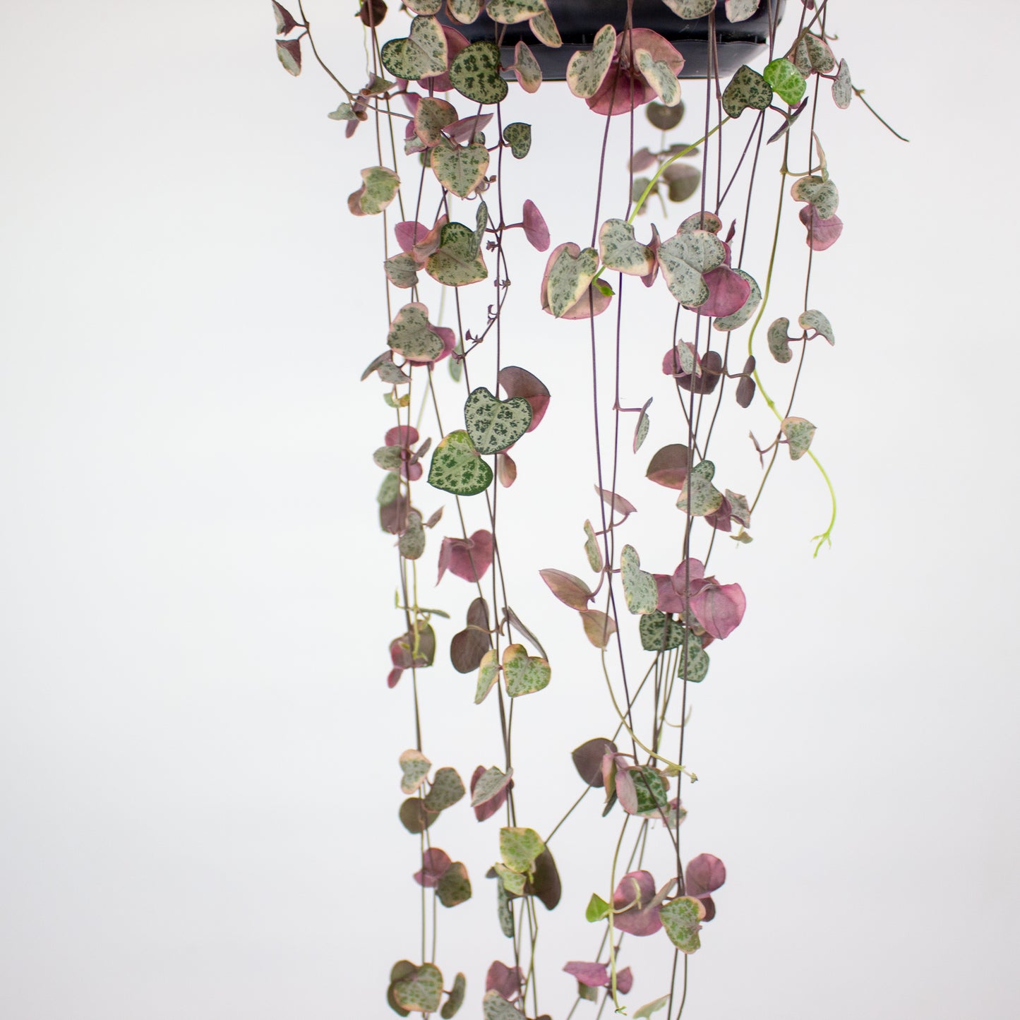 Ceropegia linearis Woodii Variegata 14cm H75cm
