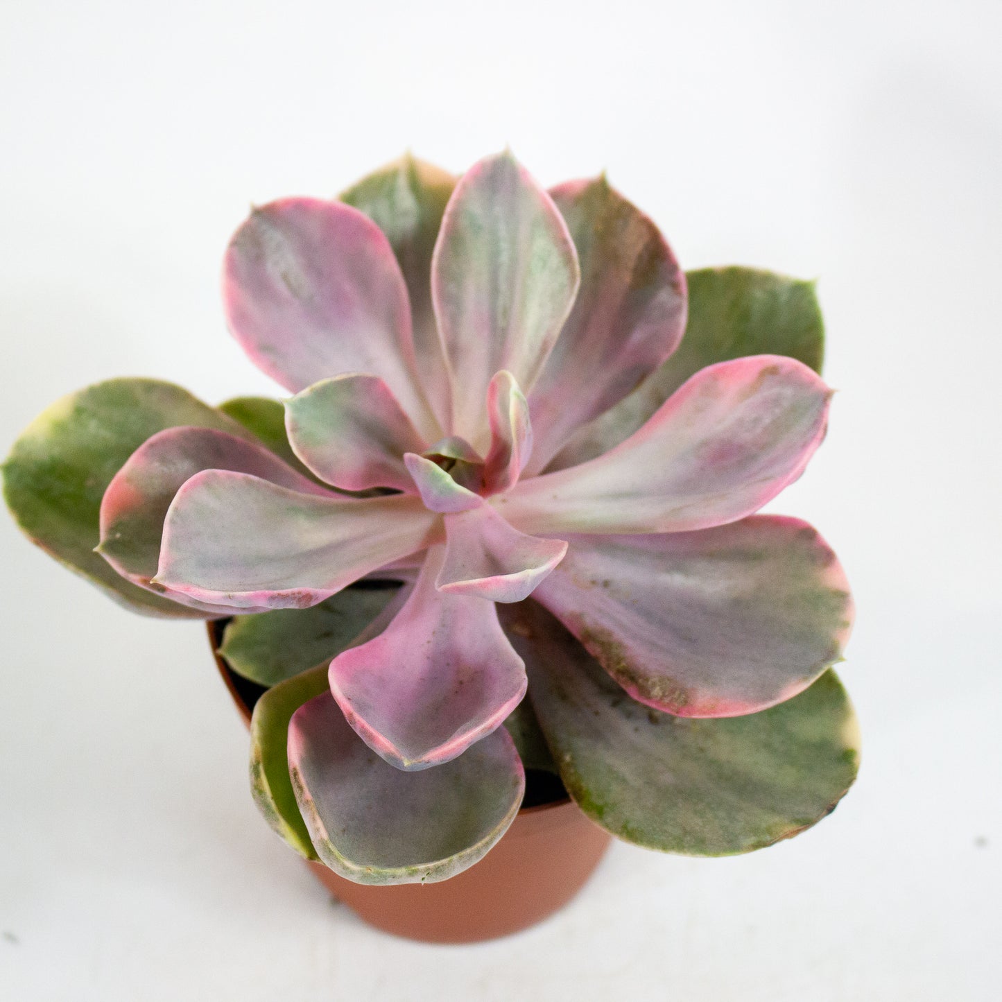 Echeveria Rainbow 8.5cm H14cm