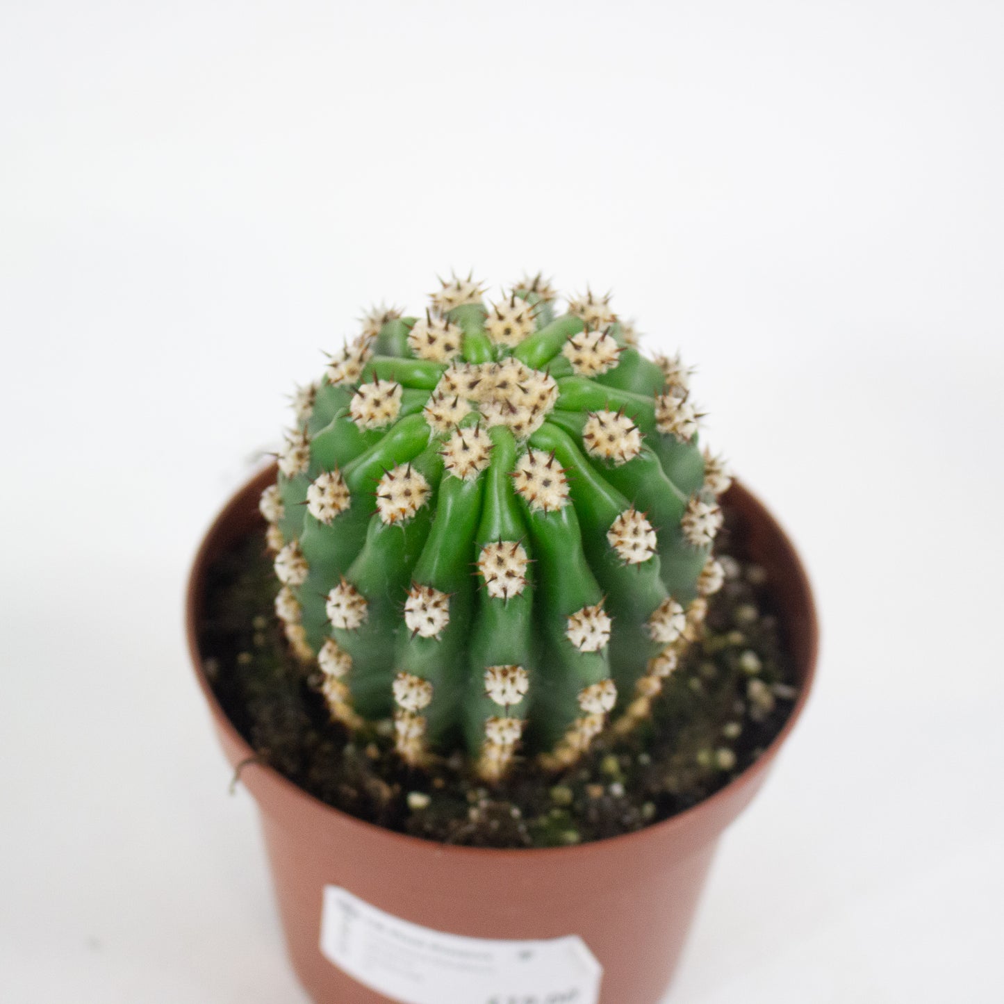 Trichocereus Grandiflorus 13cm H20cm