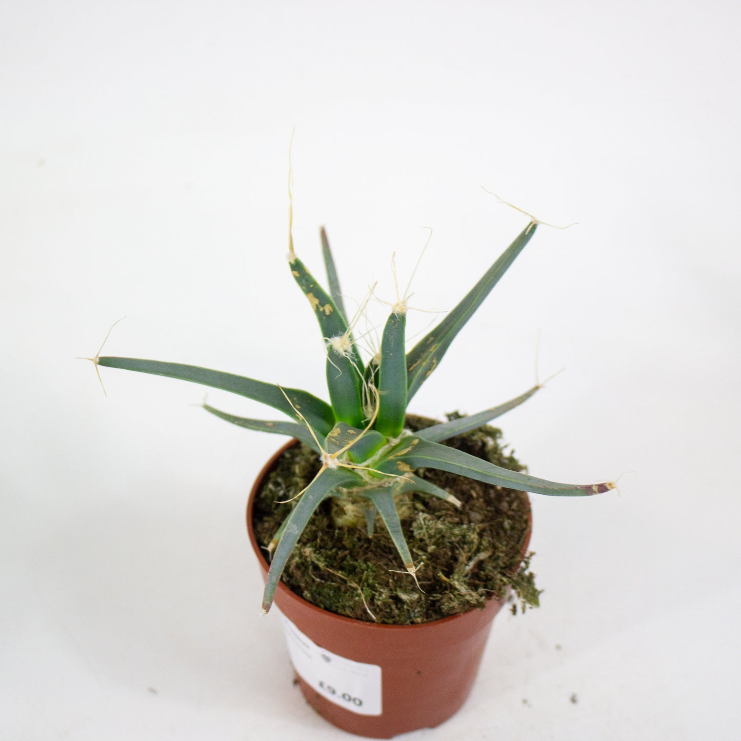 Leuchtenbergia principus 8.5cm H15cm