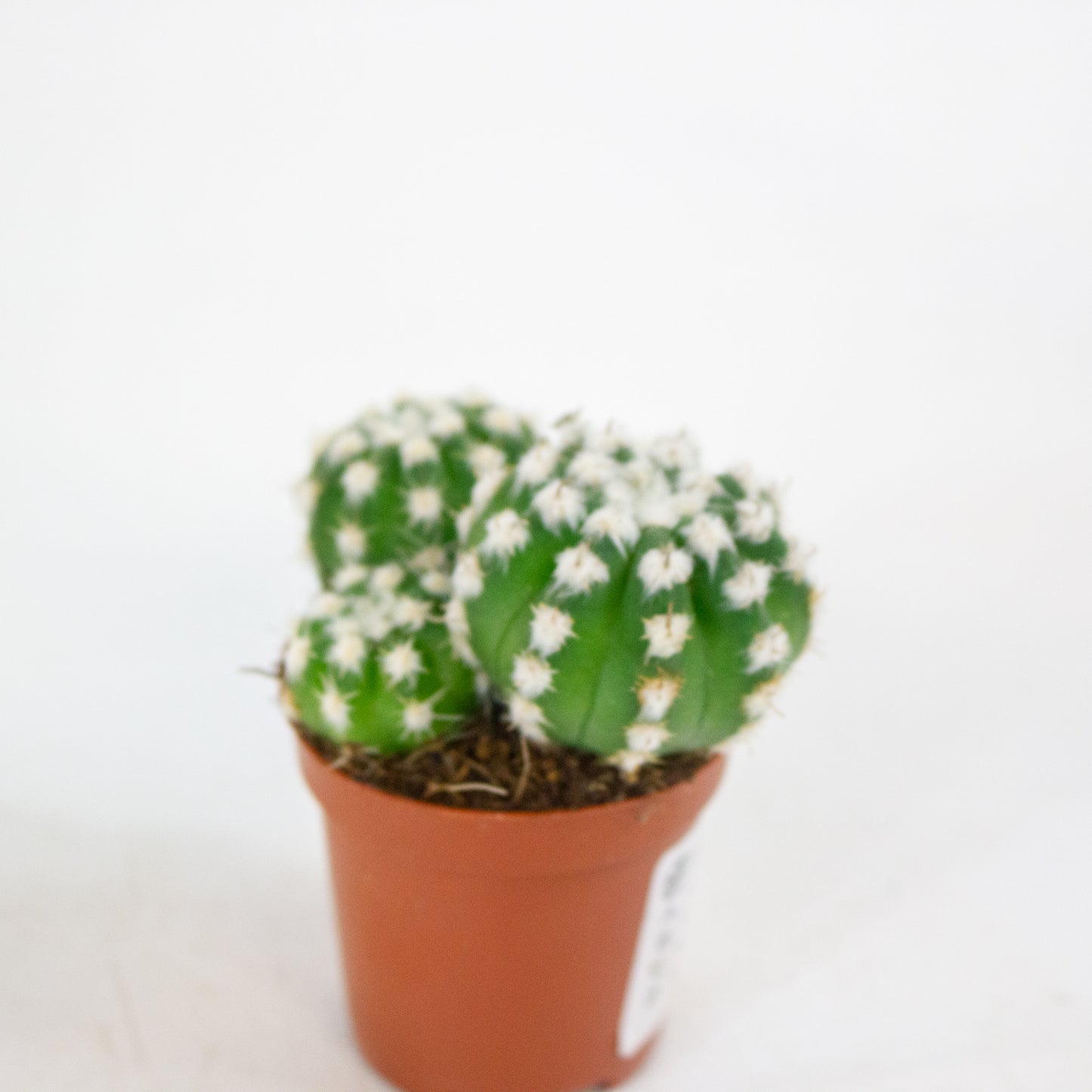 Echinopsis subdenudata 8.5cm H12cm