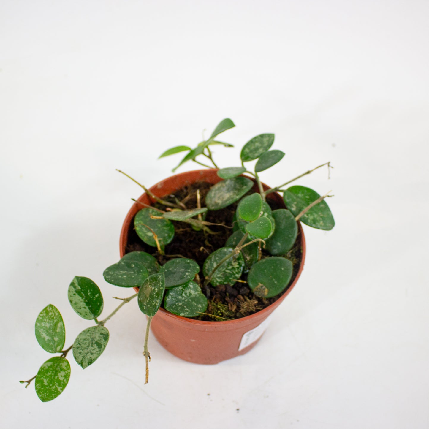 Hoya Mathilde Splash 12cm H13cm