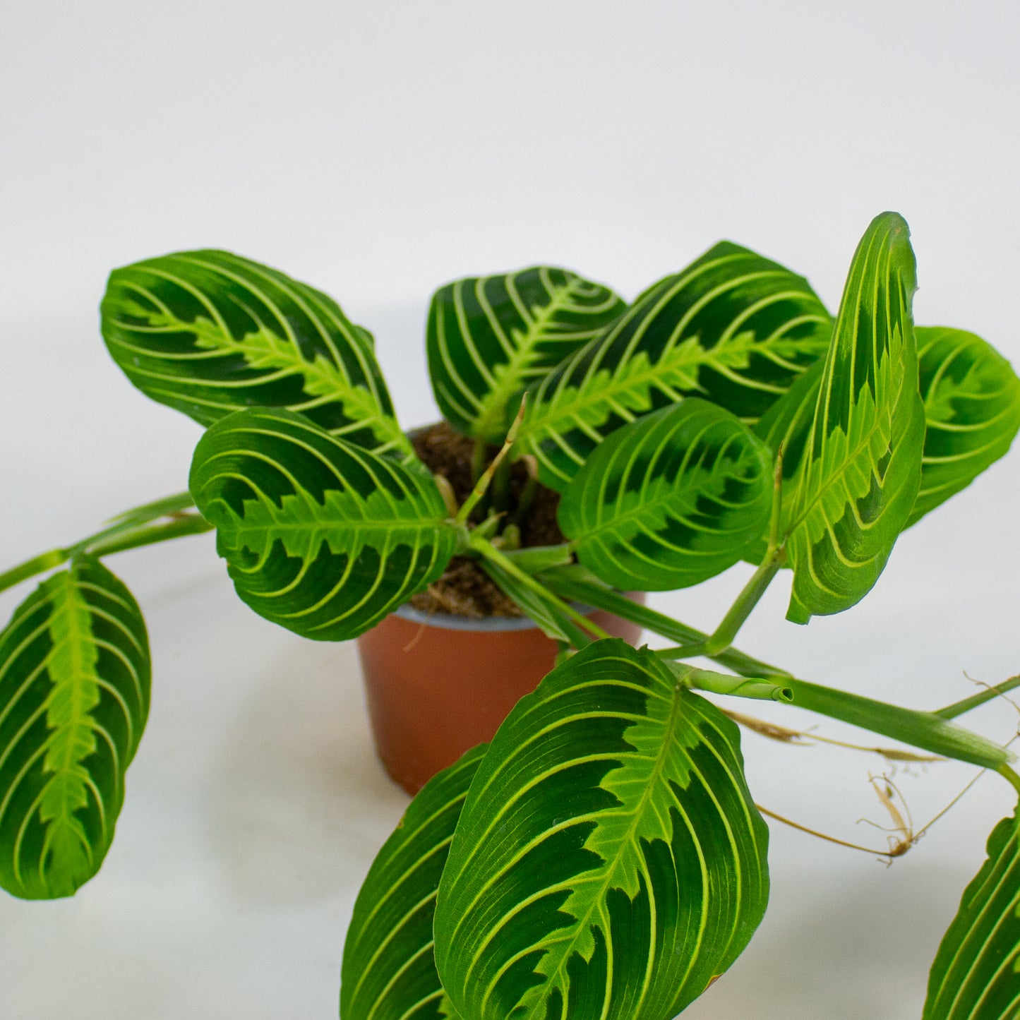 Maranta Lemon & Lime 12cm H35cm