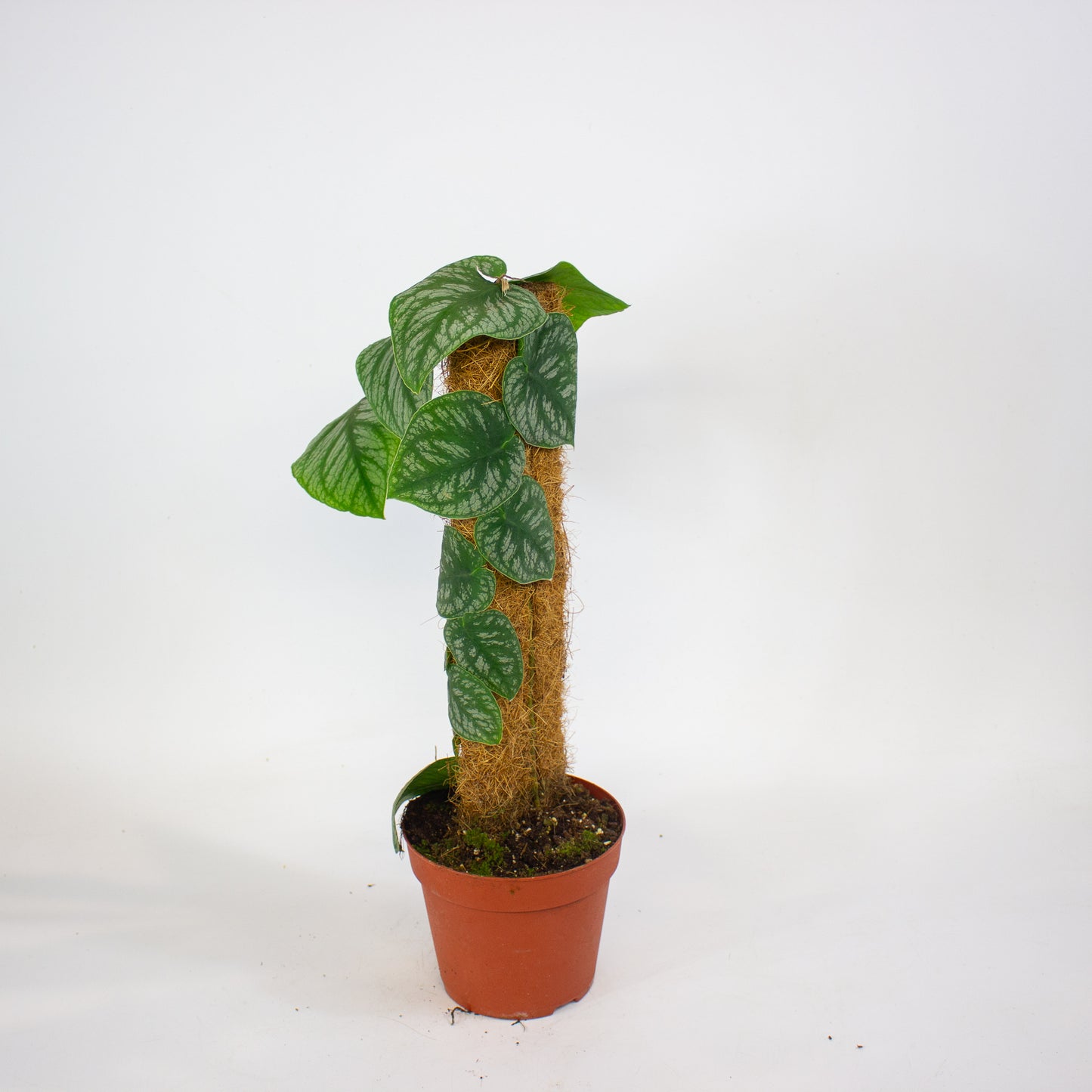Monstera Dubia 14cm H40cm