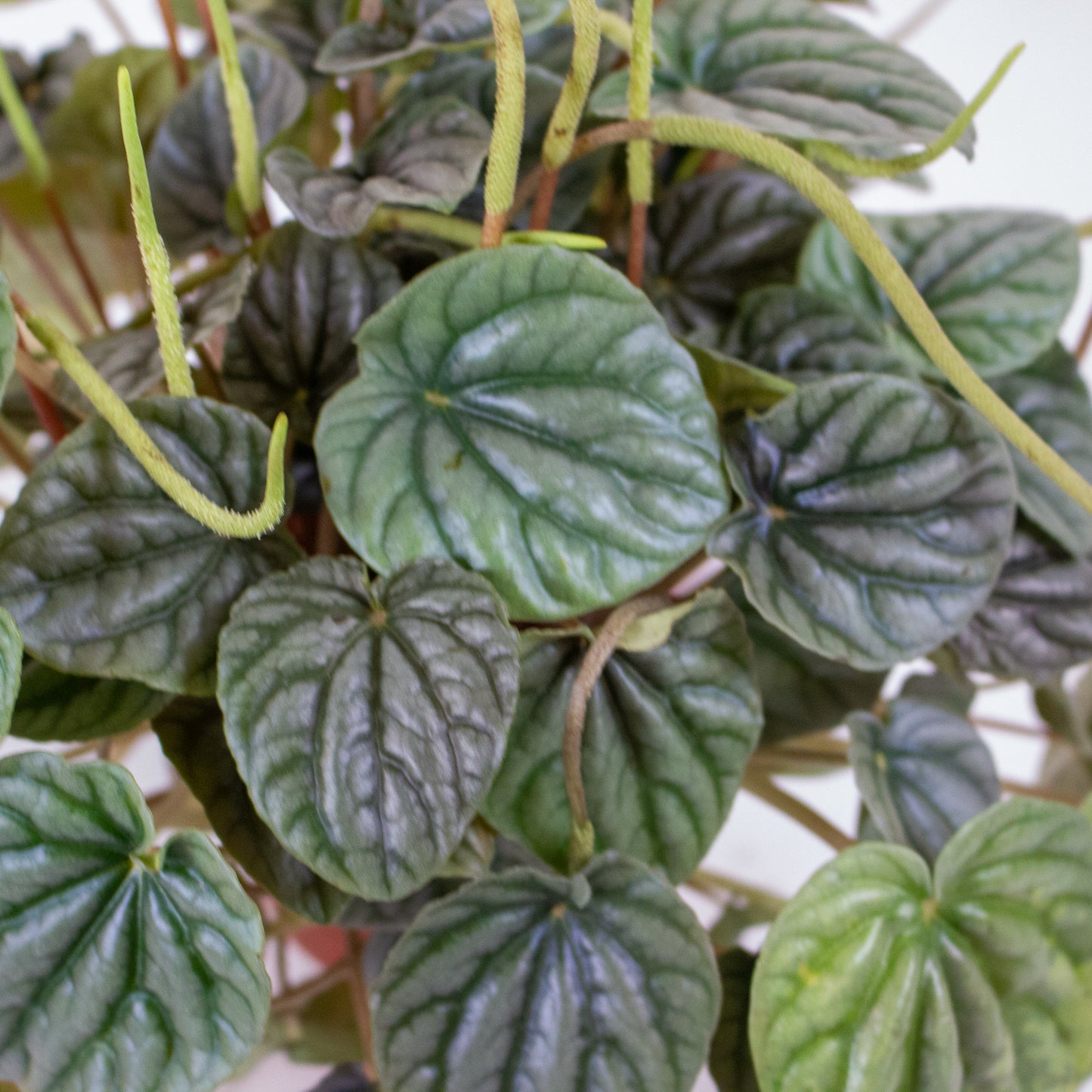 Peperomia Griseoargentea 9cm H20cm