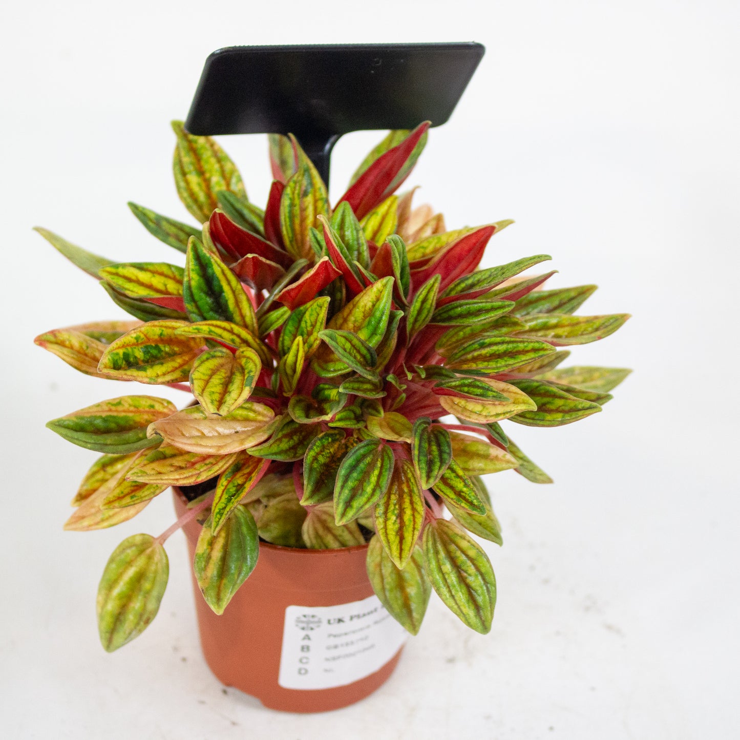Peperomia Rosso Variegata 7cm H15cm