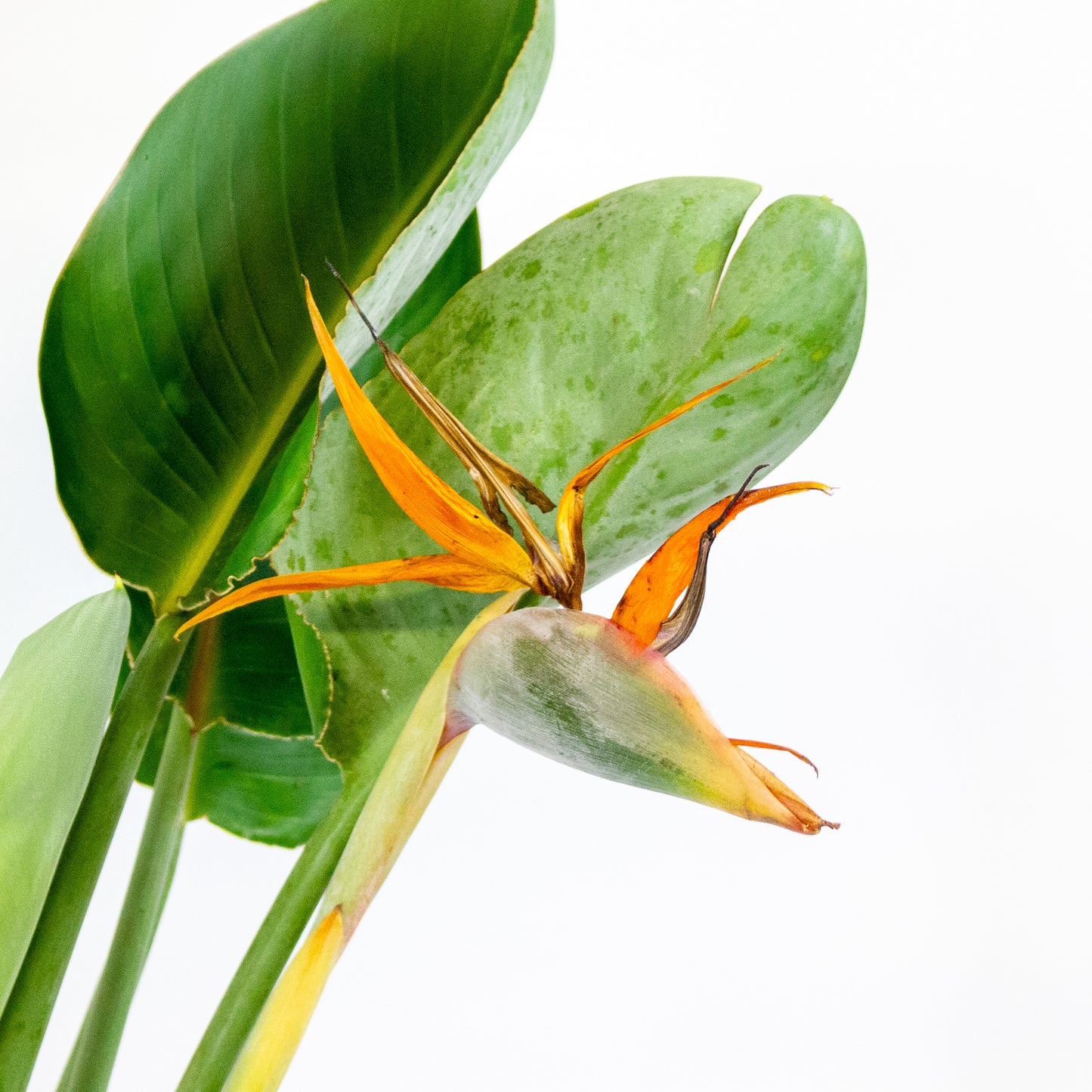 Strelitzia reginae with flower 19cm H80cm