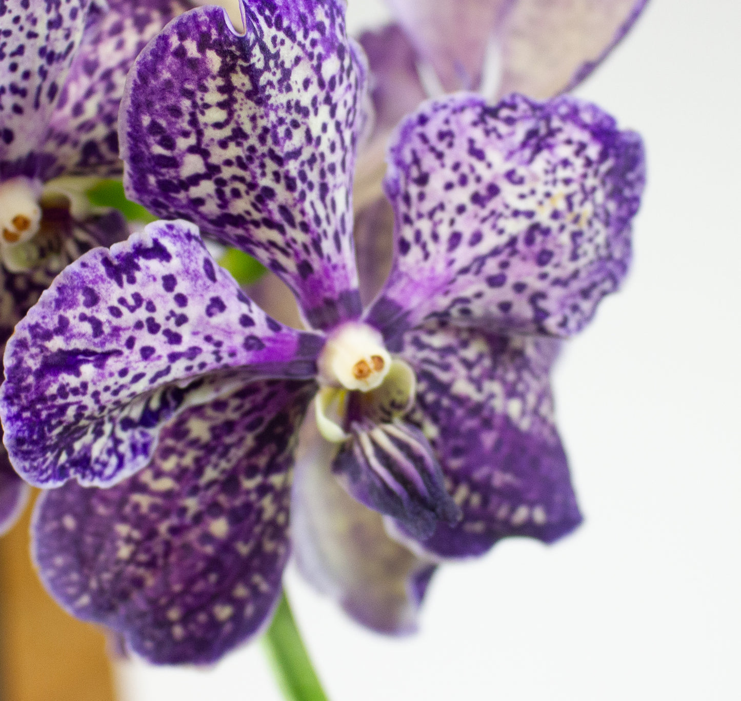 Vanda 15cm H60cm