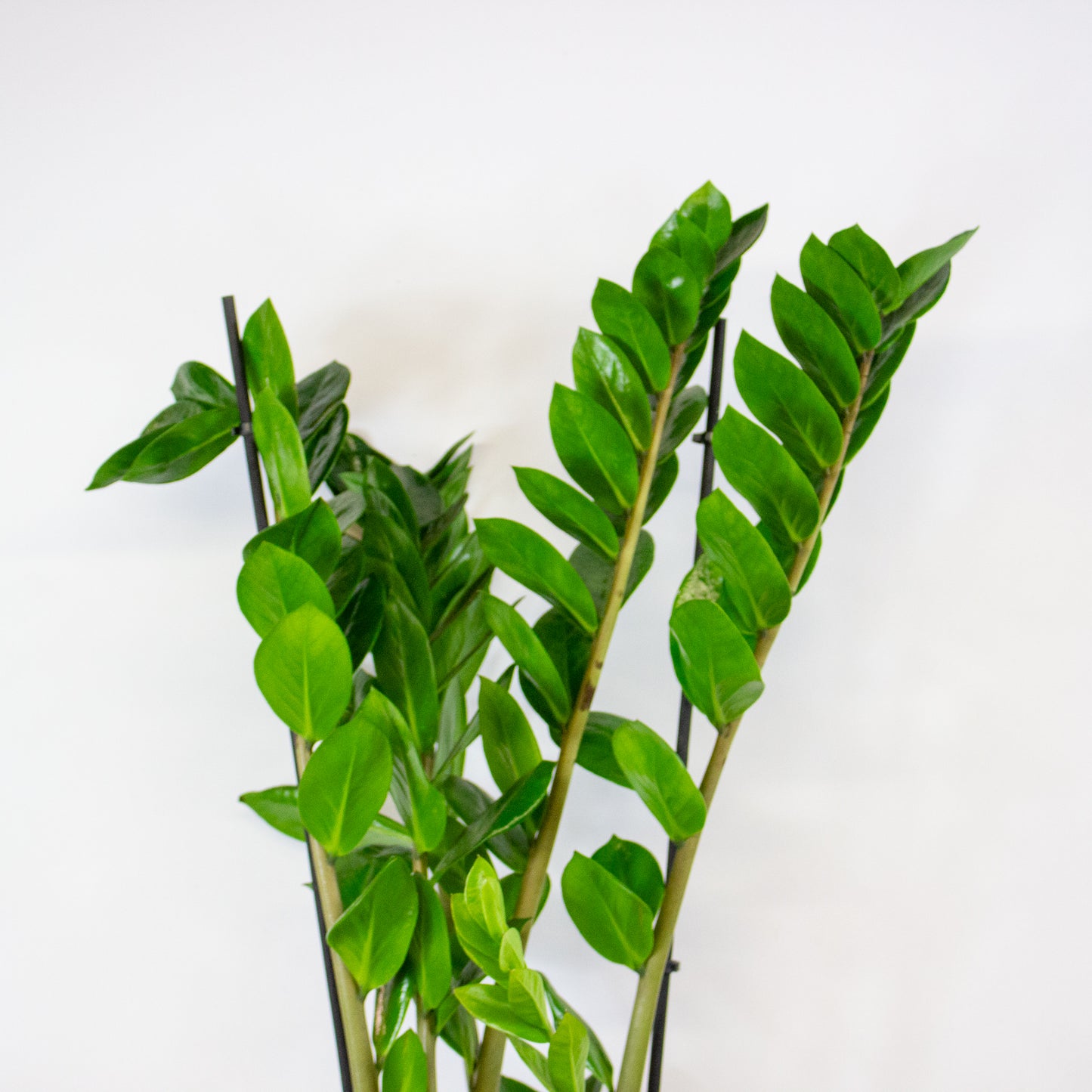 Zamioculcas zamiifolia 17cm H90cm