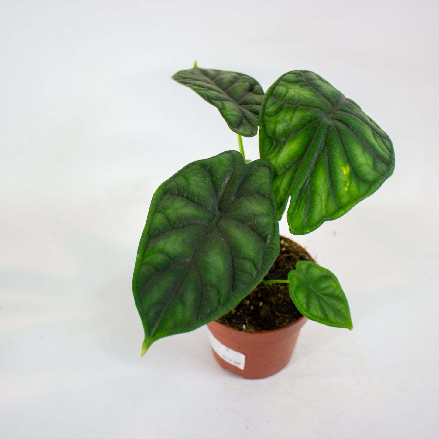 Alocasia Dragon Scale 12cm H25cm