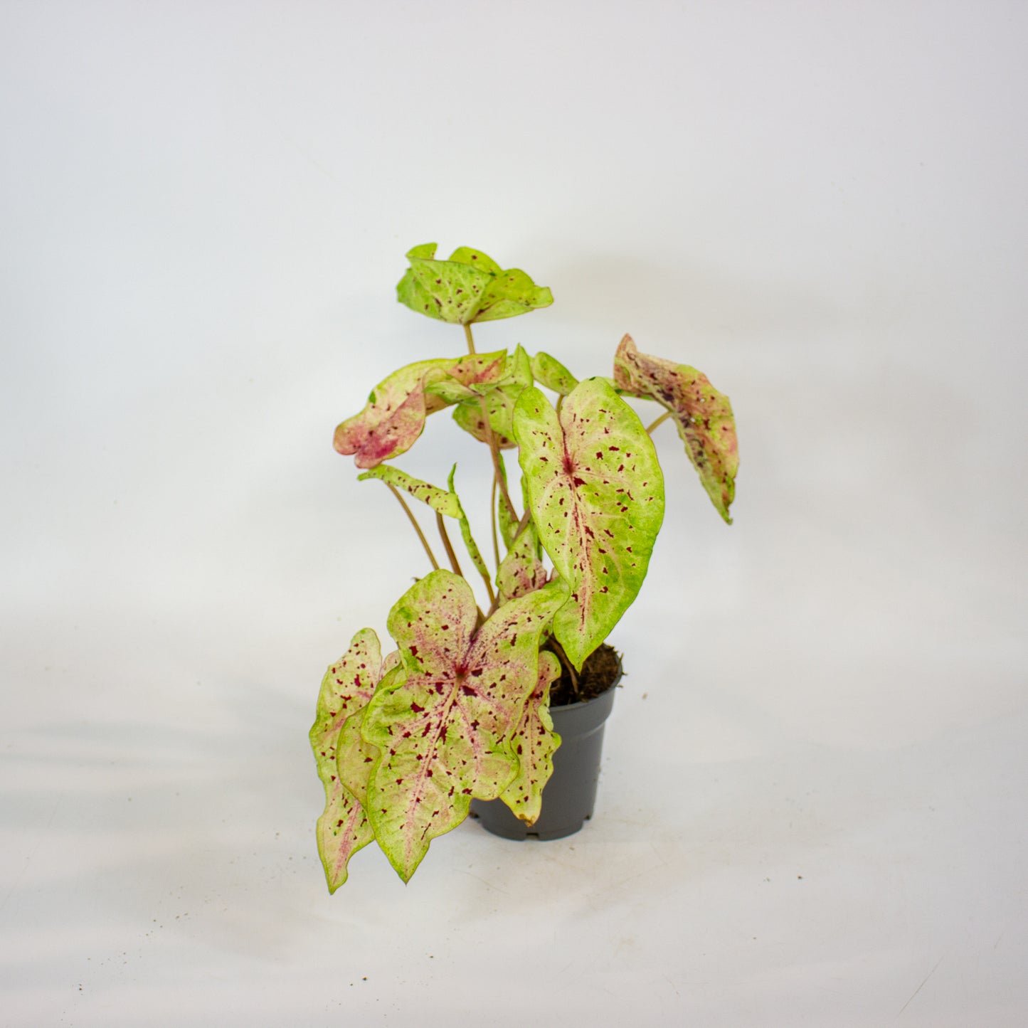 Caladium Miss Muffet 12cm H25cm