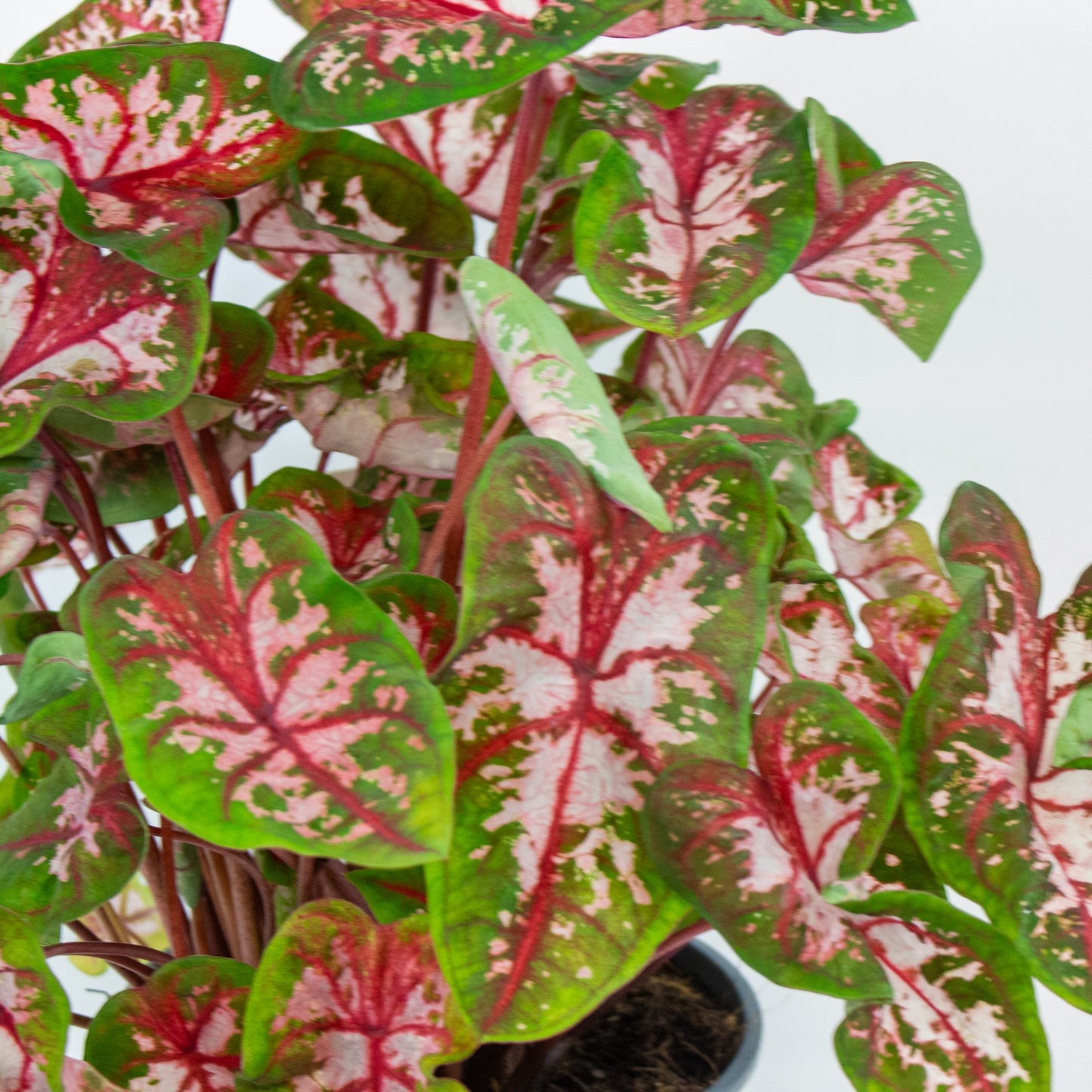 Caladium Roze 17cm H50cm
