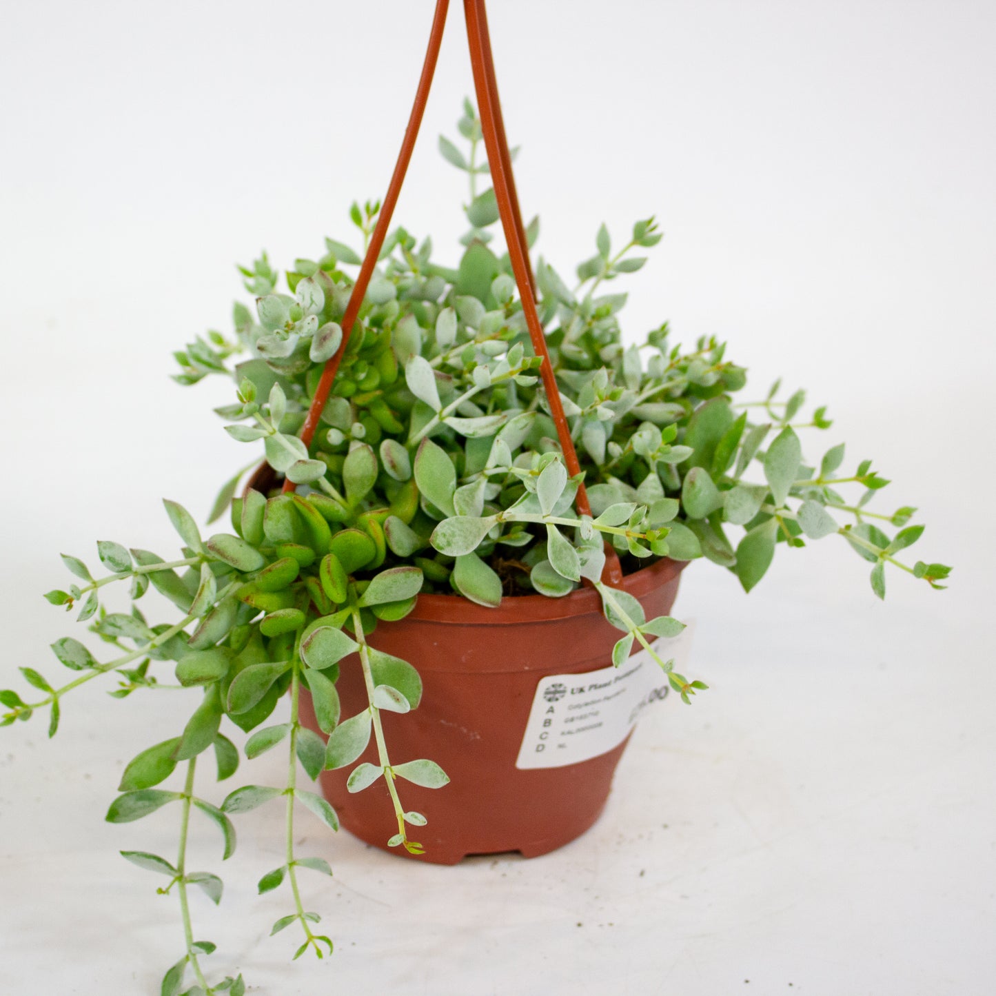 Cotyledon Pendens 12cm H25cm