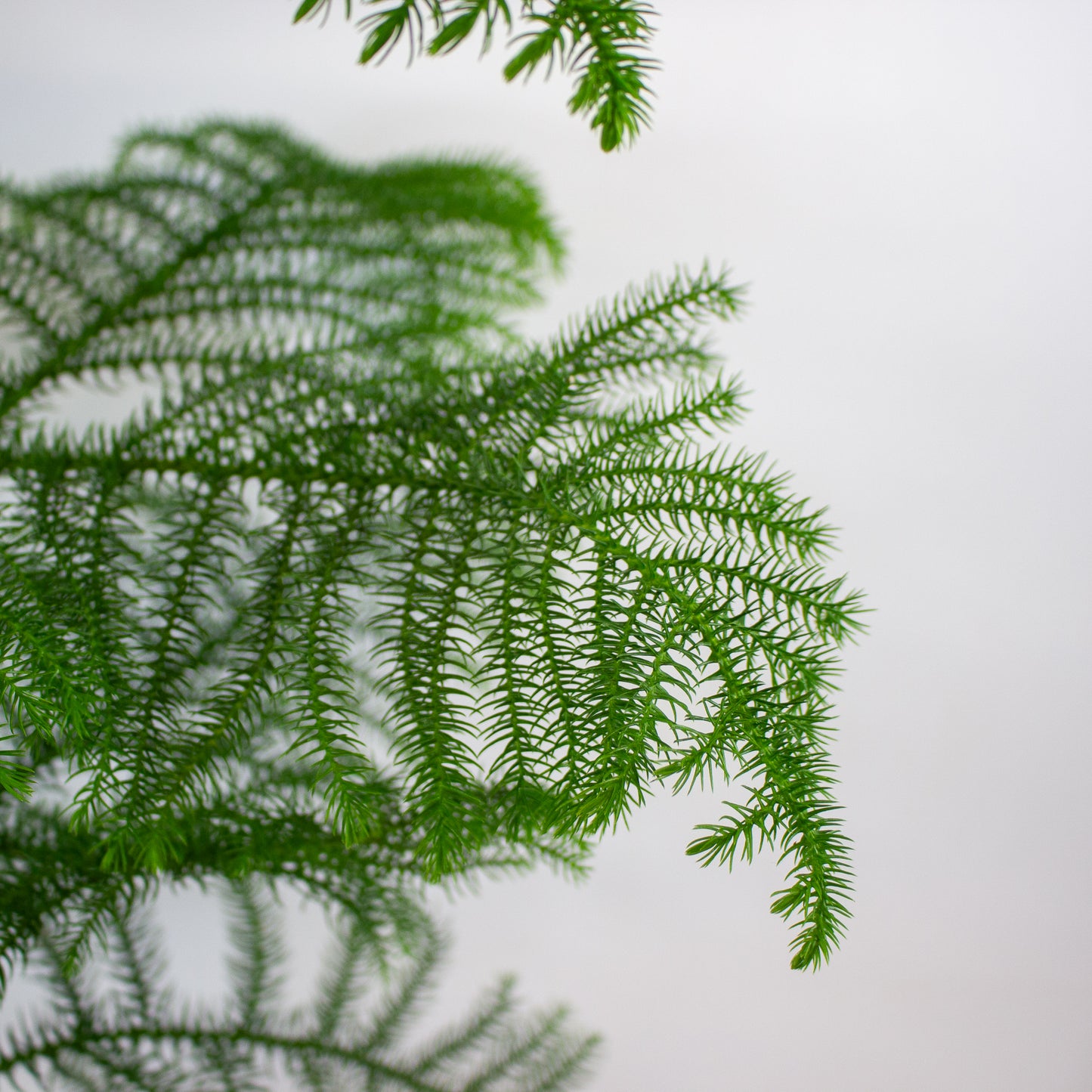 Araucaria heterophylla 'Norfolk Island Pine' 21cm H80cm