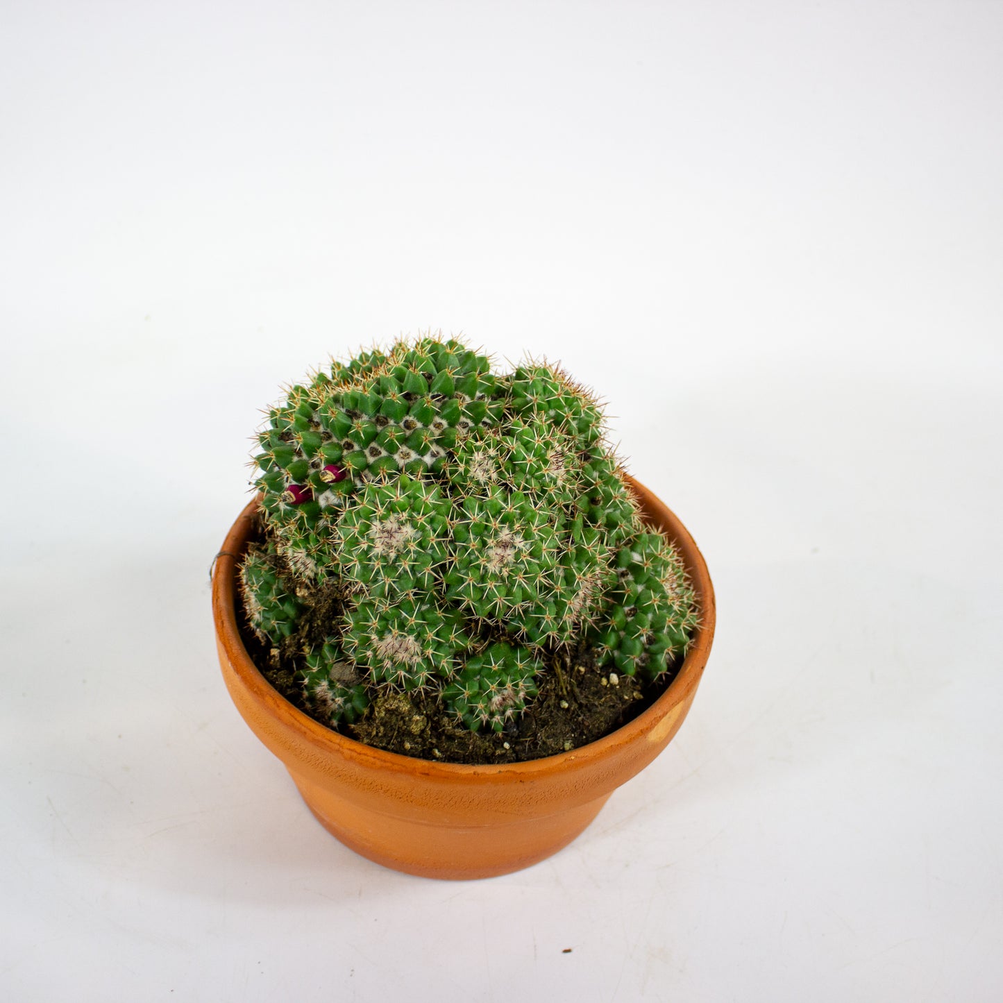 Bolcactus Choose 1 from selection 17cm H22cm