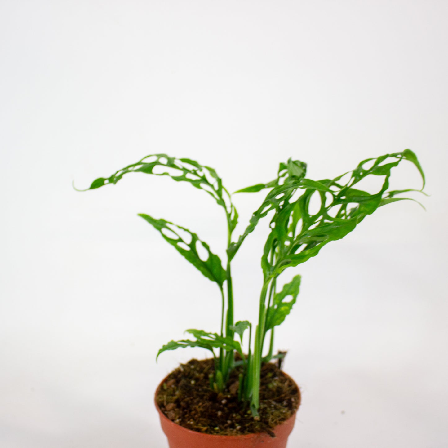 Monstera Obliqua Peru 12cm H35cm
